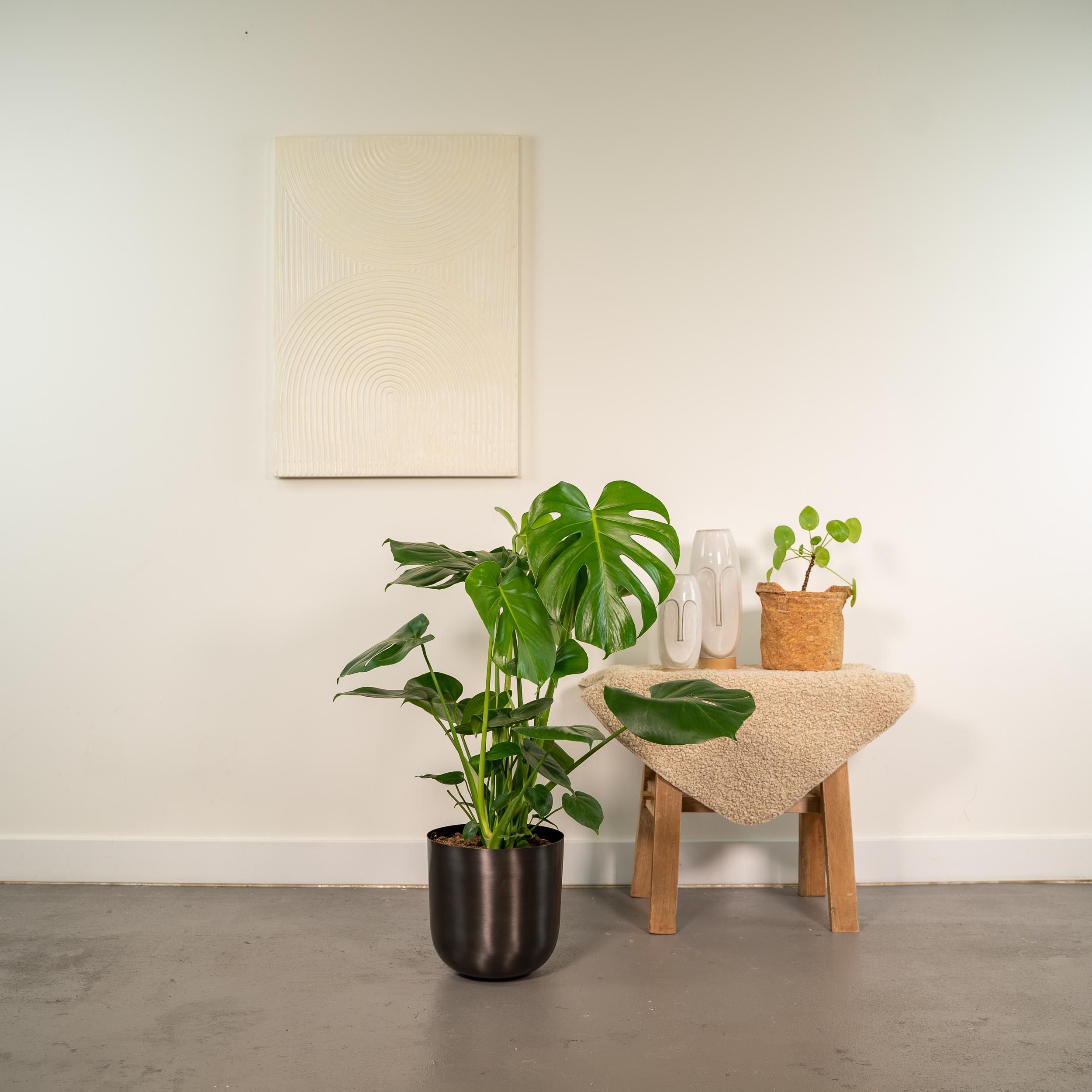 Monstera Deliciosa- ↨80cm - Ø21cm + Pot Mayk Lead (8720634289955)