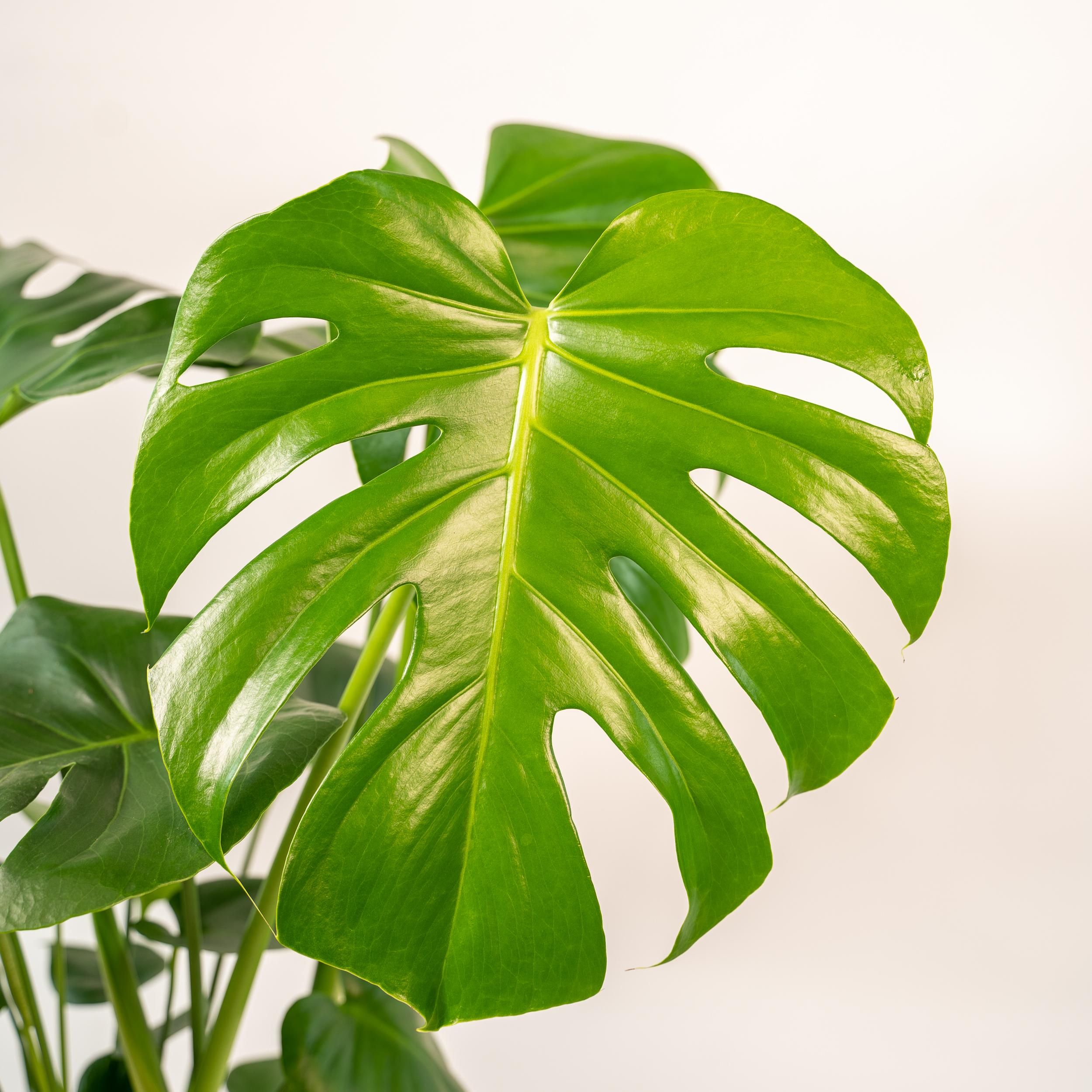 Monstera Deliciosa- ↨80cm - Ø21cm + Pot Mayk Lead (8720634289955)