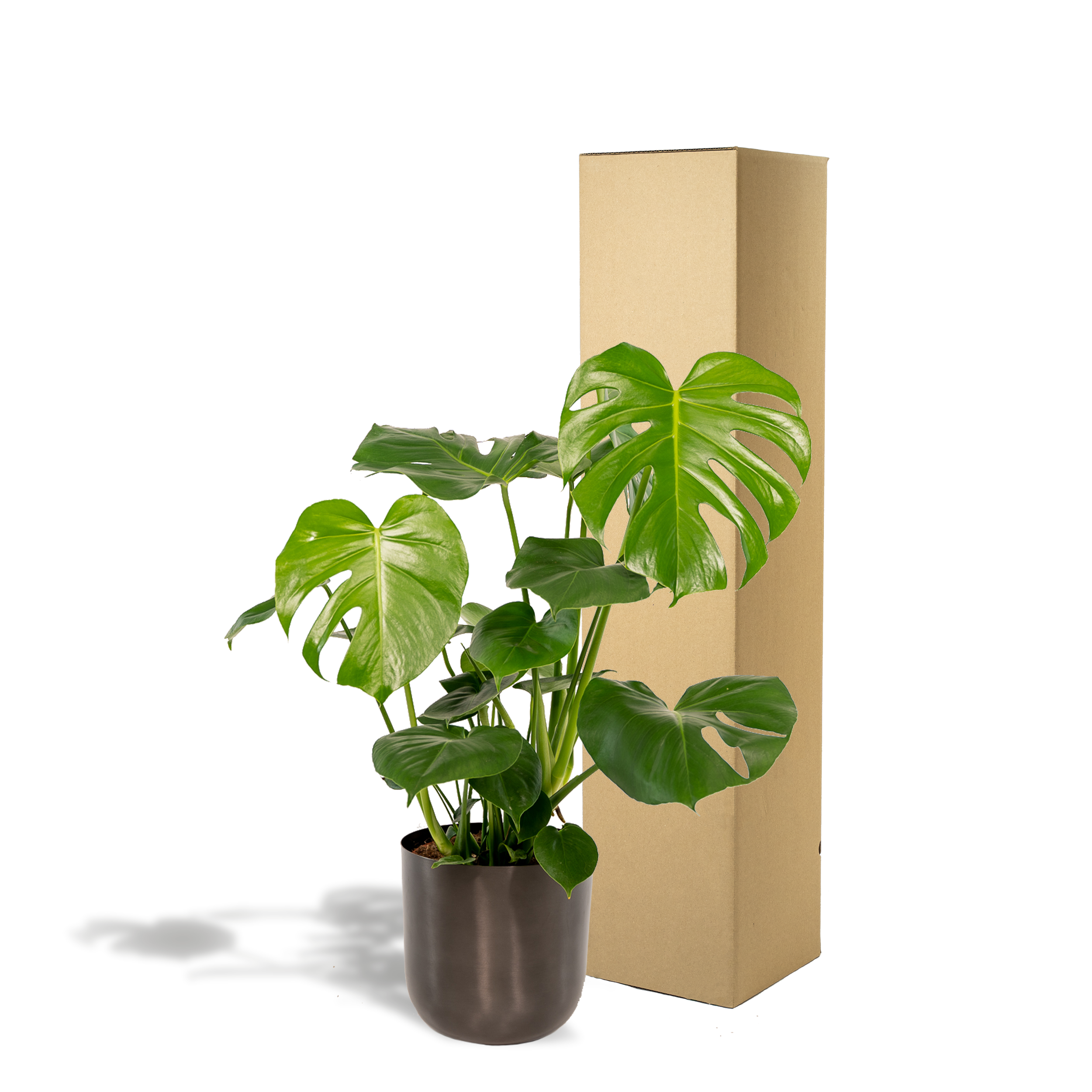Monstera Deliciosa- ↨80cm - Ø21cm + Pot Mayk Lead (8720634289955)