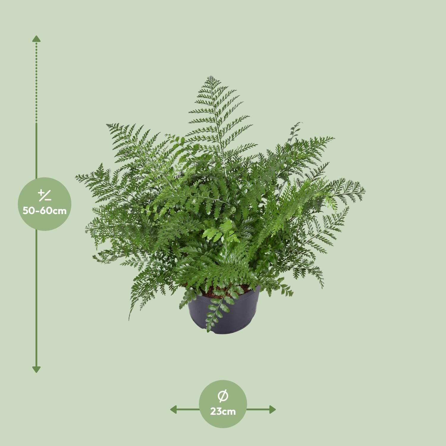 Asplenium Parvati (9747)