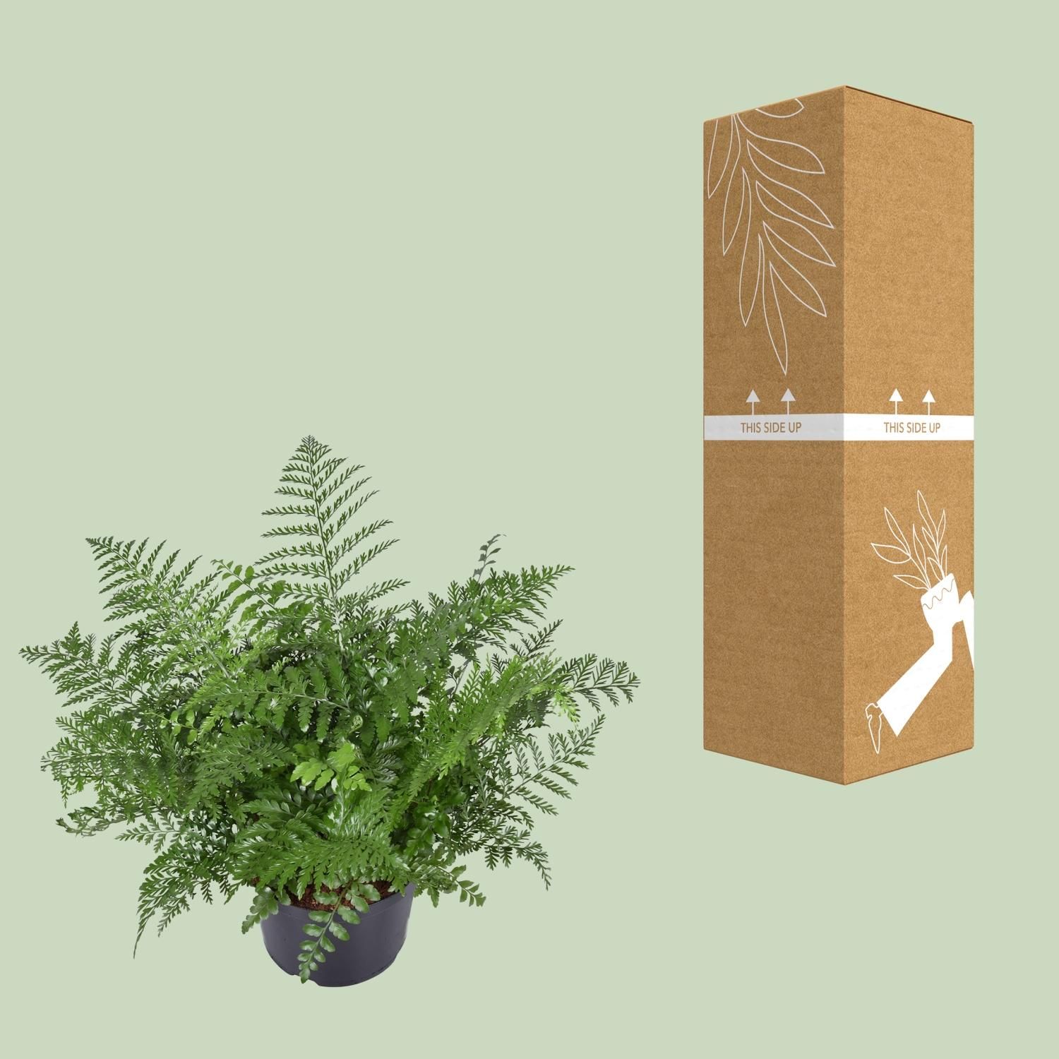 Asplenium Parvati (9747)