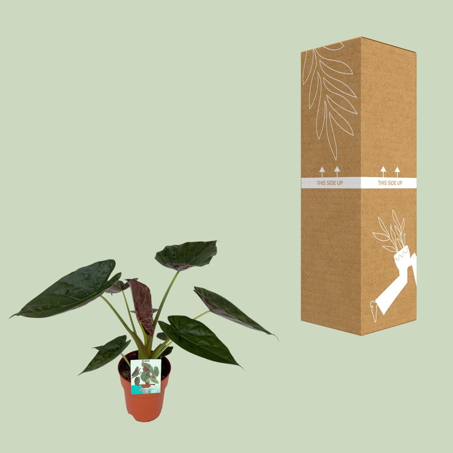 Alocasia Wentii (8653)