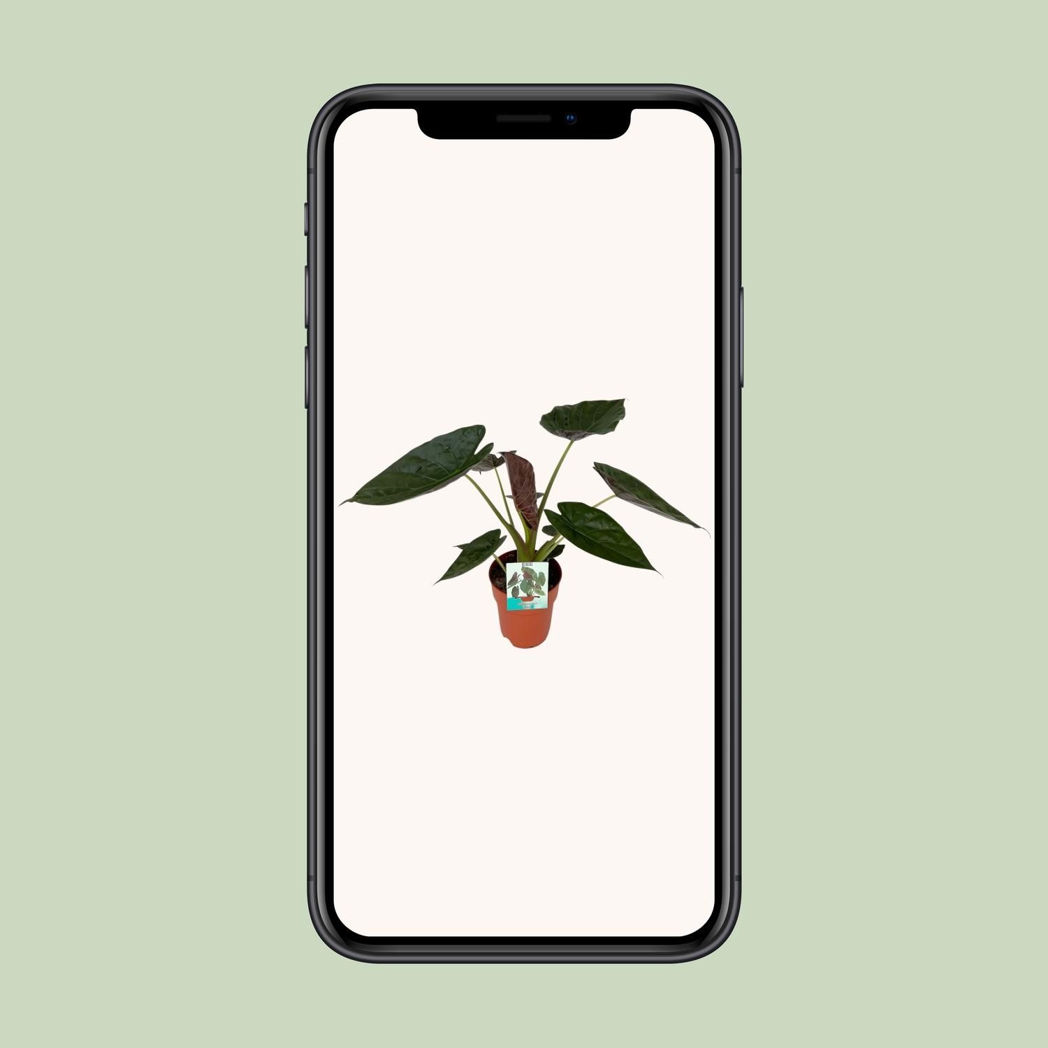 Alocasia Wentii (8653)