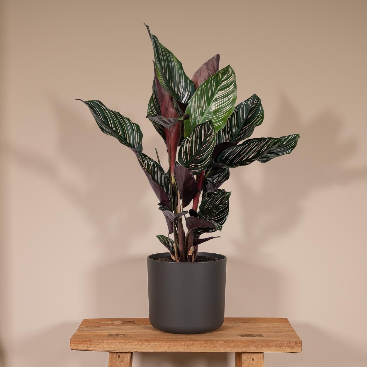Calathea Ornata (8720634287647)