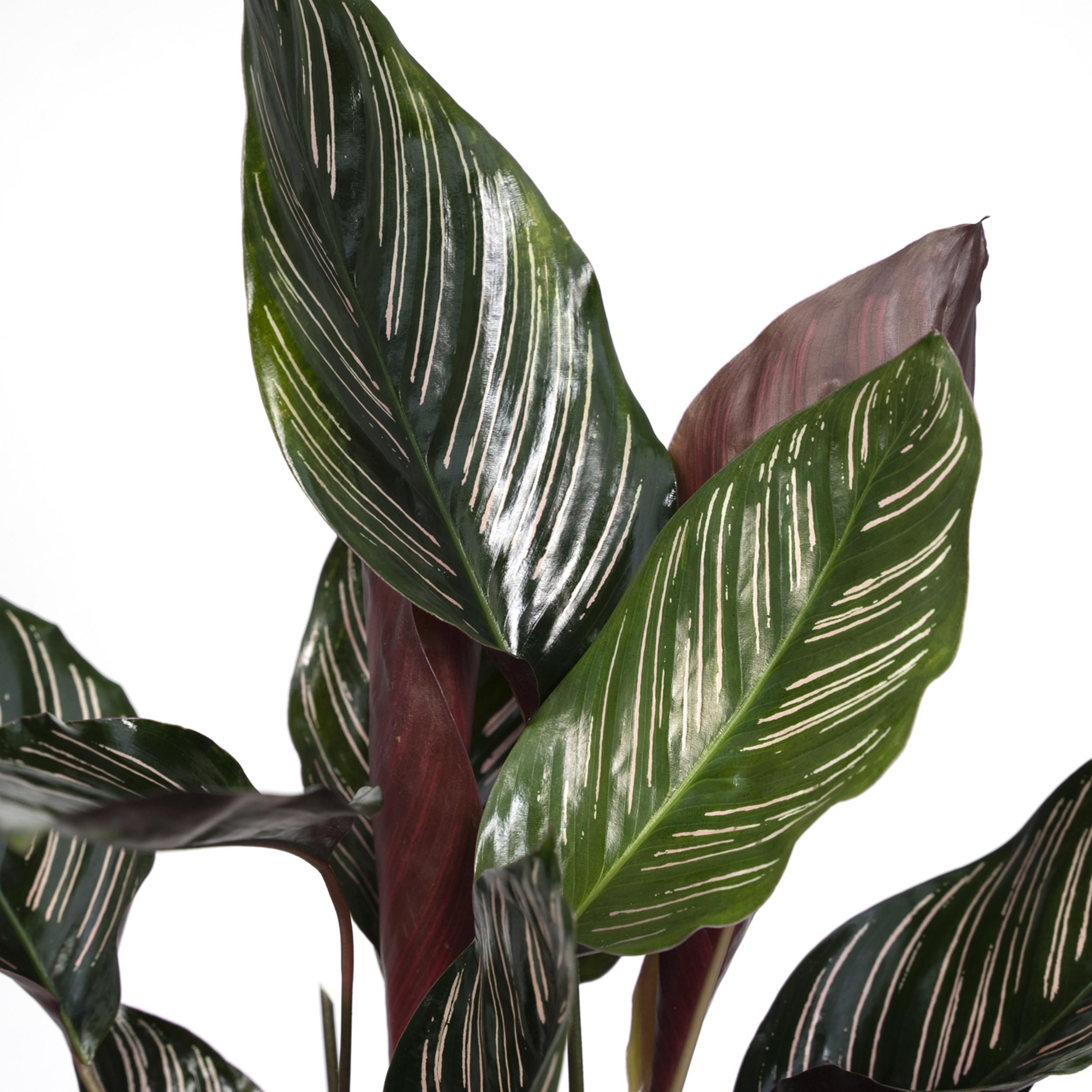 Calathea Ornata (8720634287647)