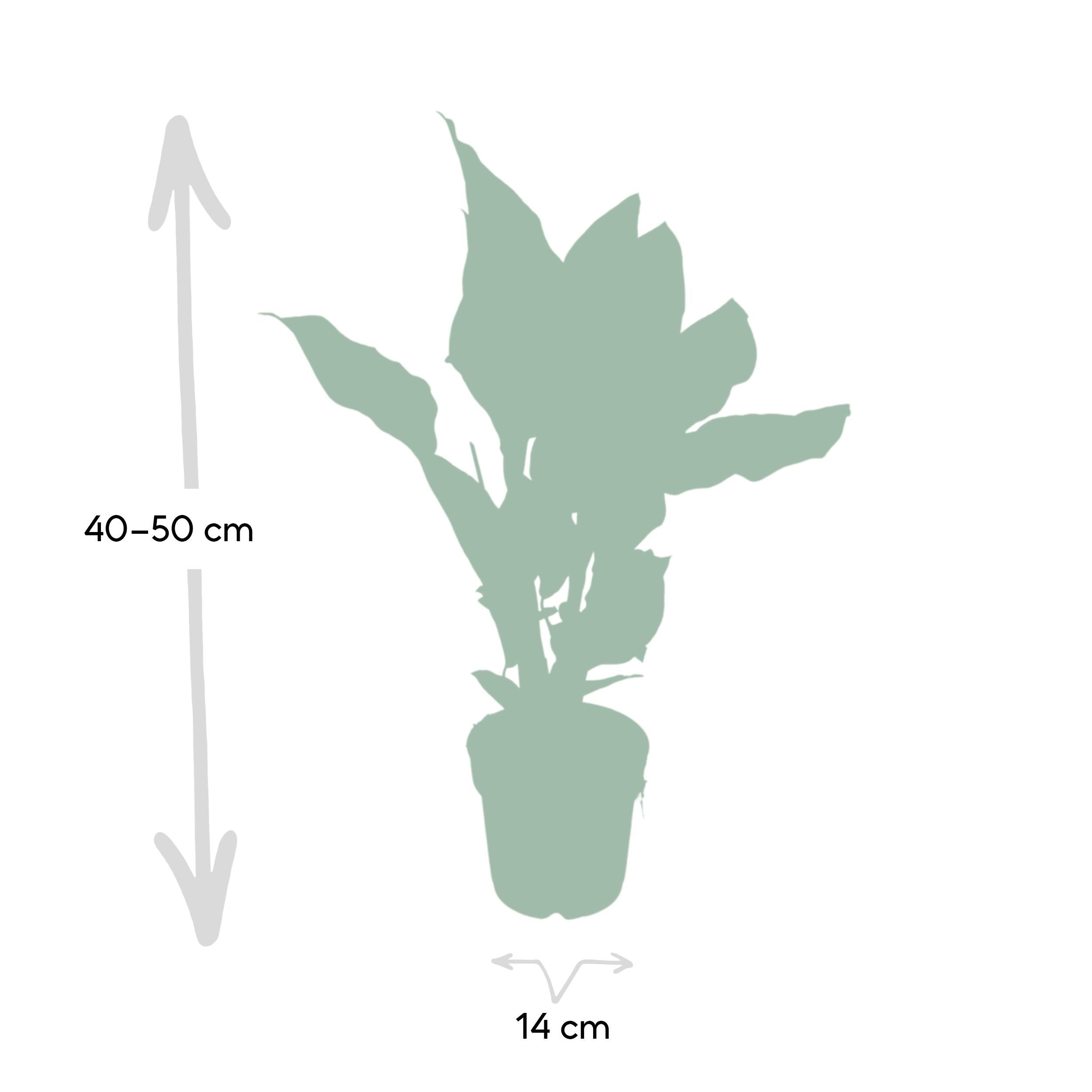 Calathea Ornata (8720634287647)