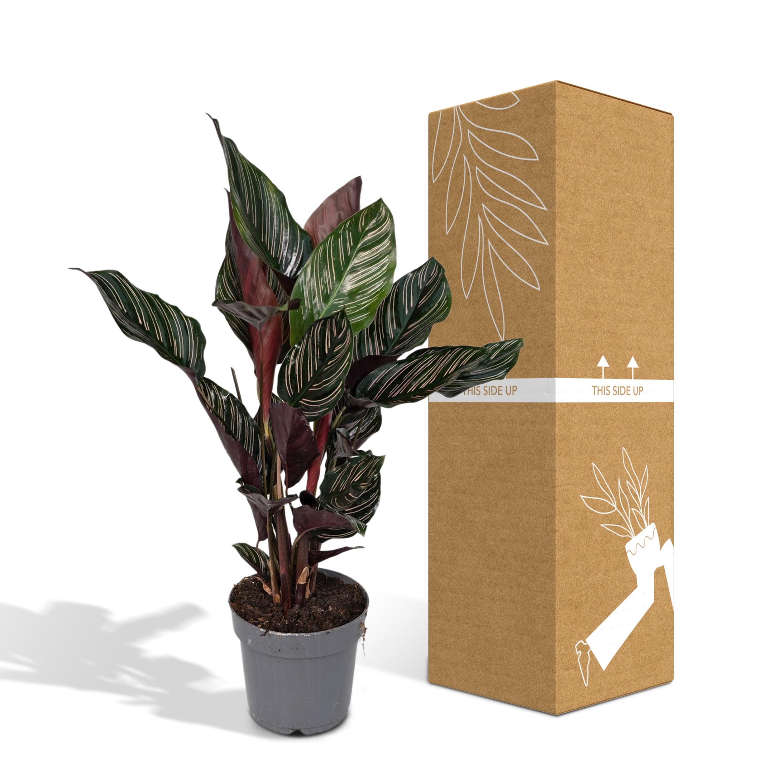 Calathea Ornata (8720634287647)