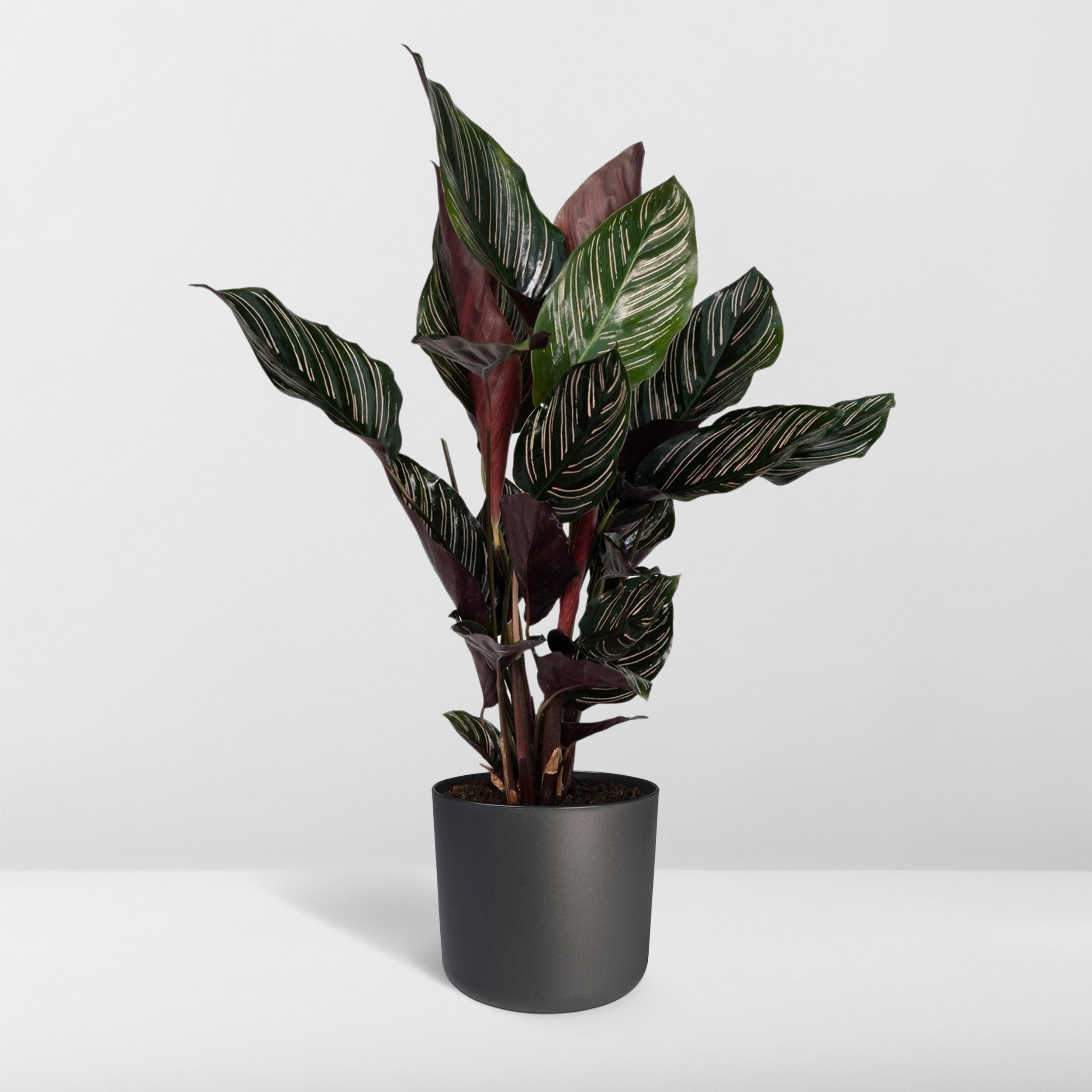 Calathea Ornata (8720634287647)