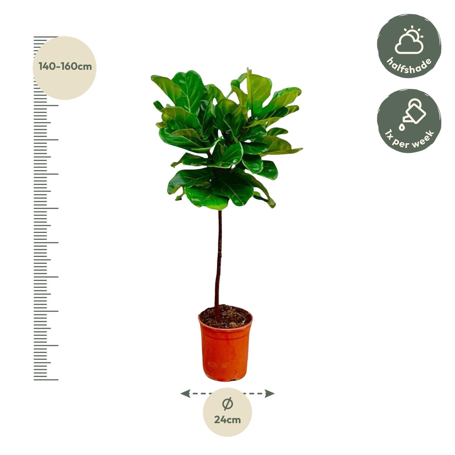 Ficus Lyrata stam - 140 cm - ø24 (8721055691846)