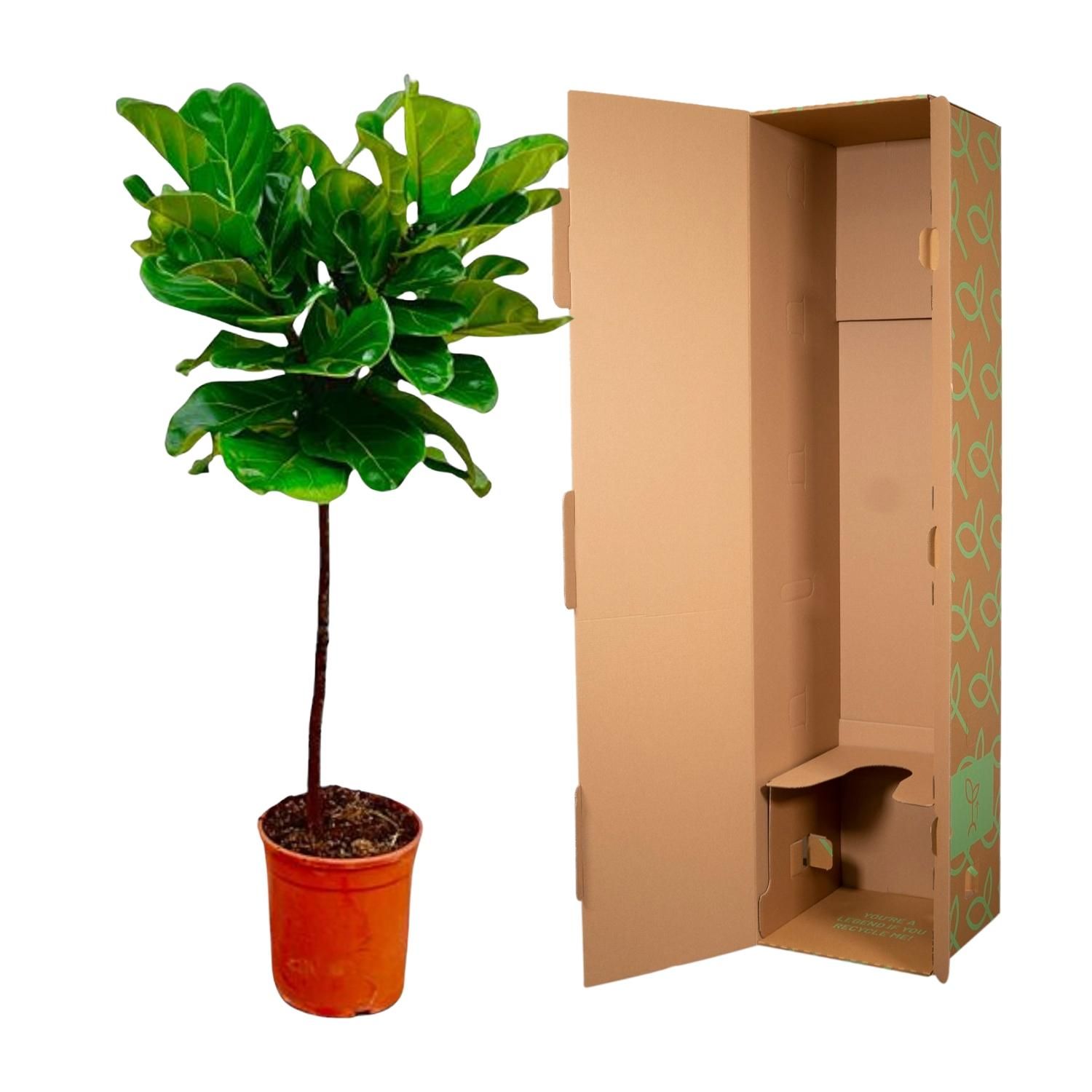 Ficus Lyrata stam - 140 cm - ø24 (8721055691846)