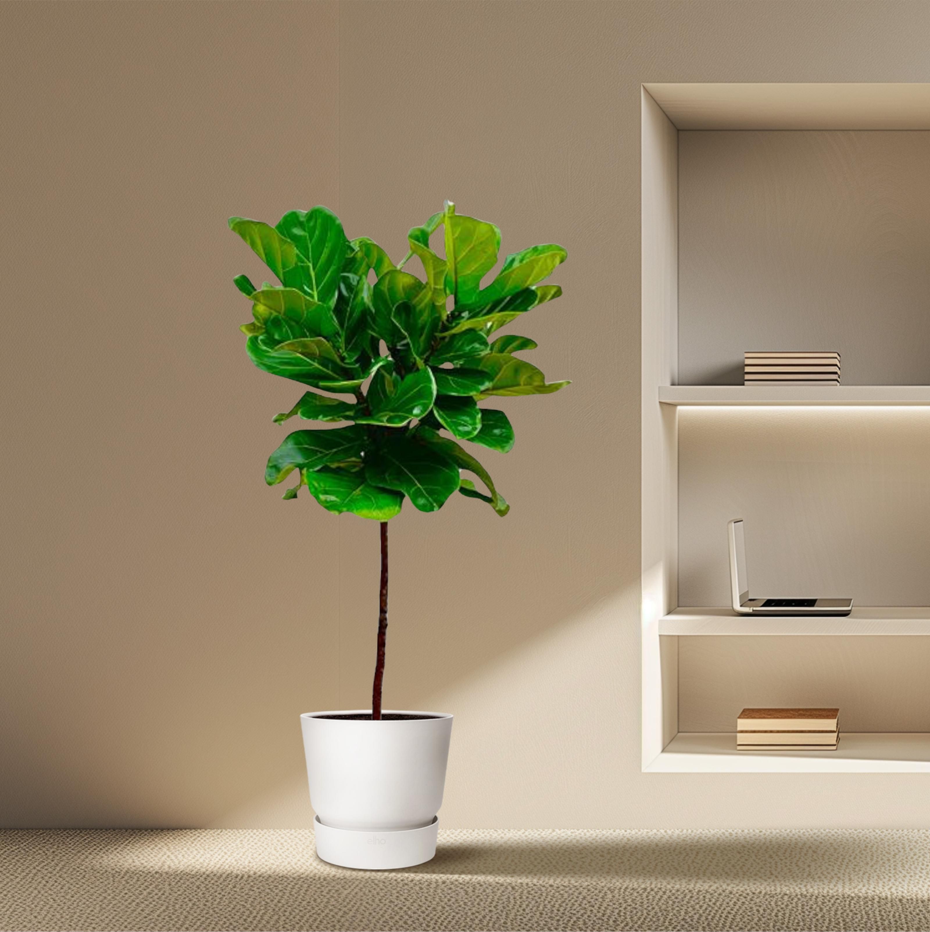 Ficus Lyrata stam - 140 cm - ø24 (8721055691846)