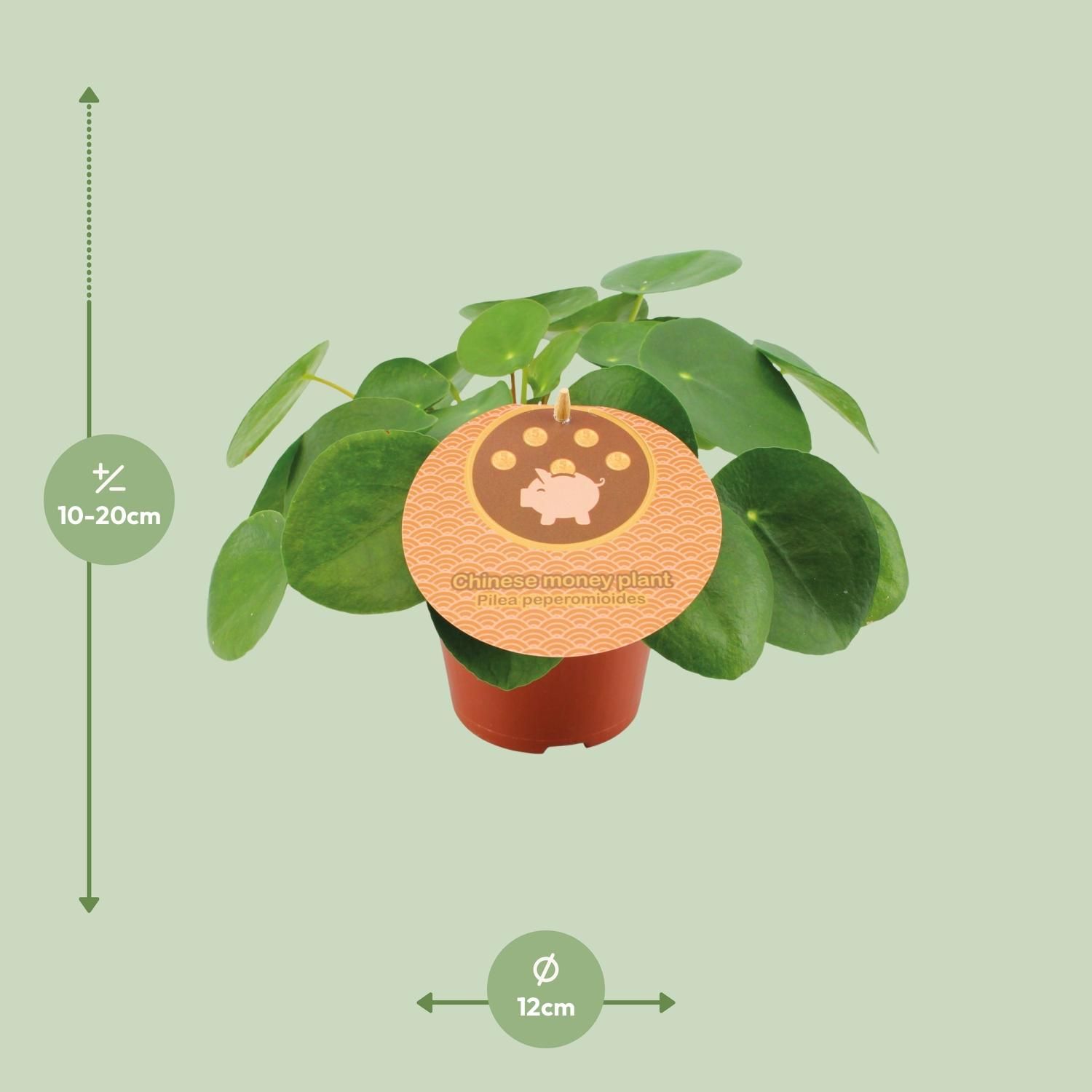 Pilea Peperomioides (13044)