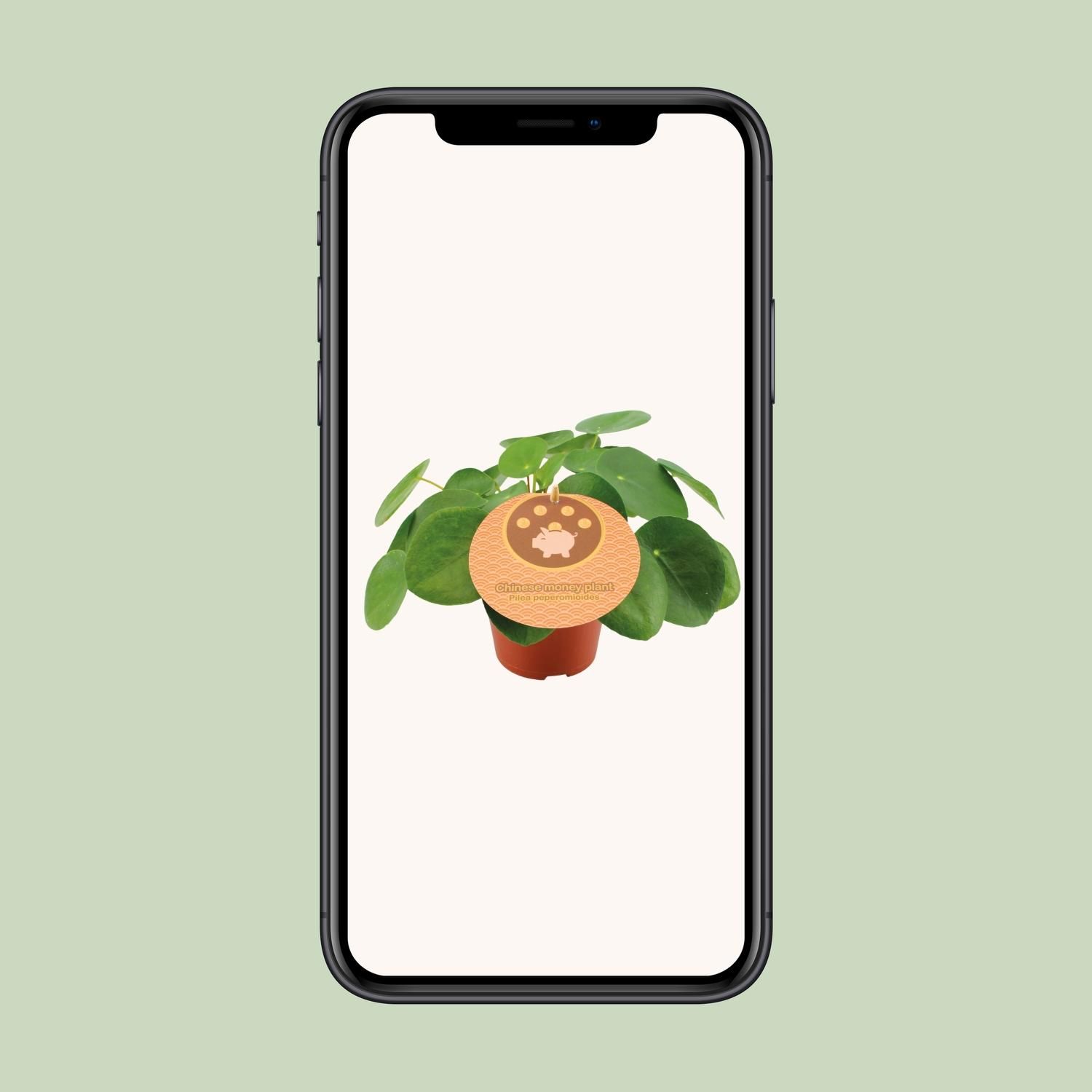 Pilea Peperomioides (13044)