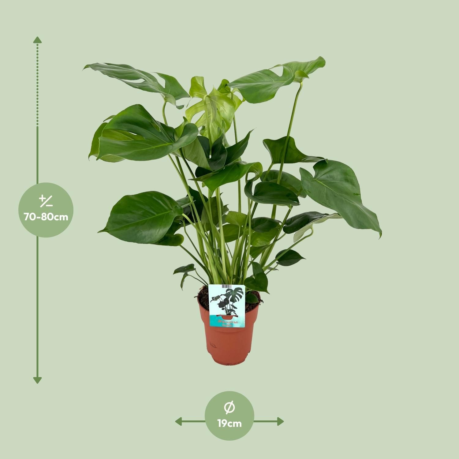 Monstera Deliciosa (8720634284066)