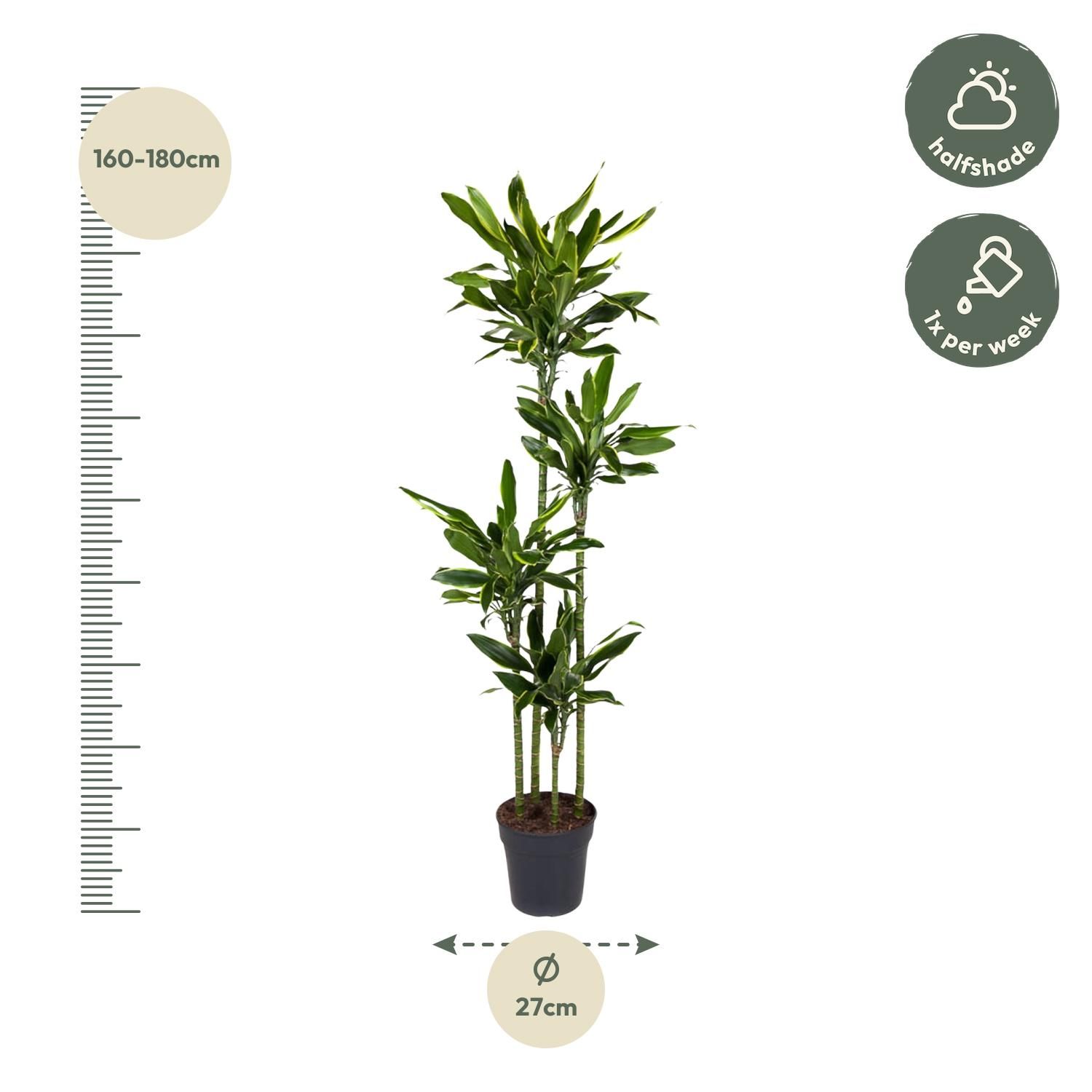 Dracaena Golden Coast - 170 cm - ø27 (8721055692379)