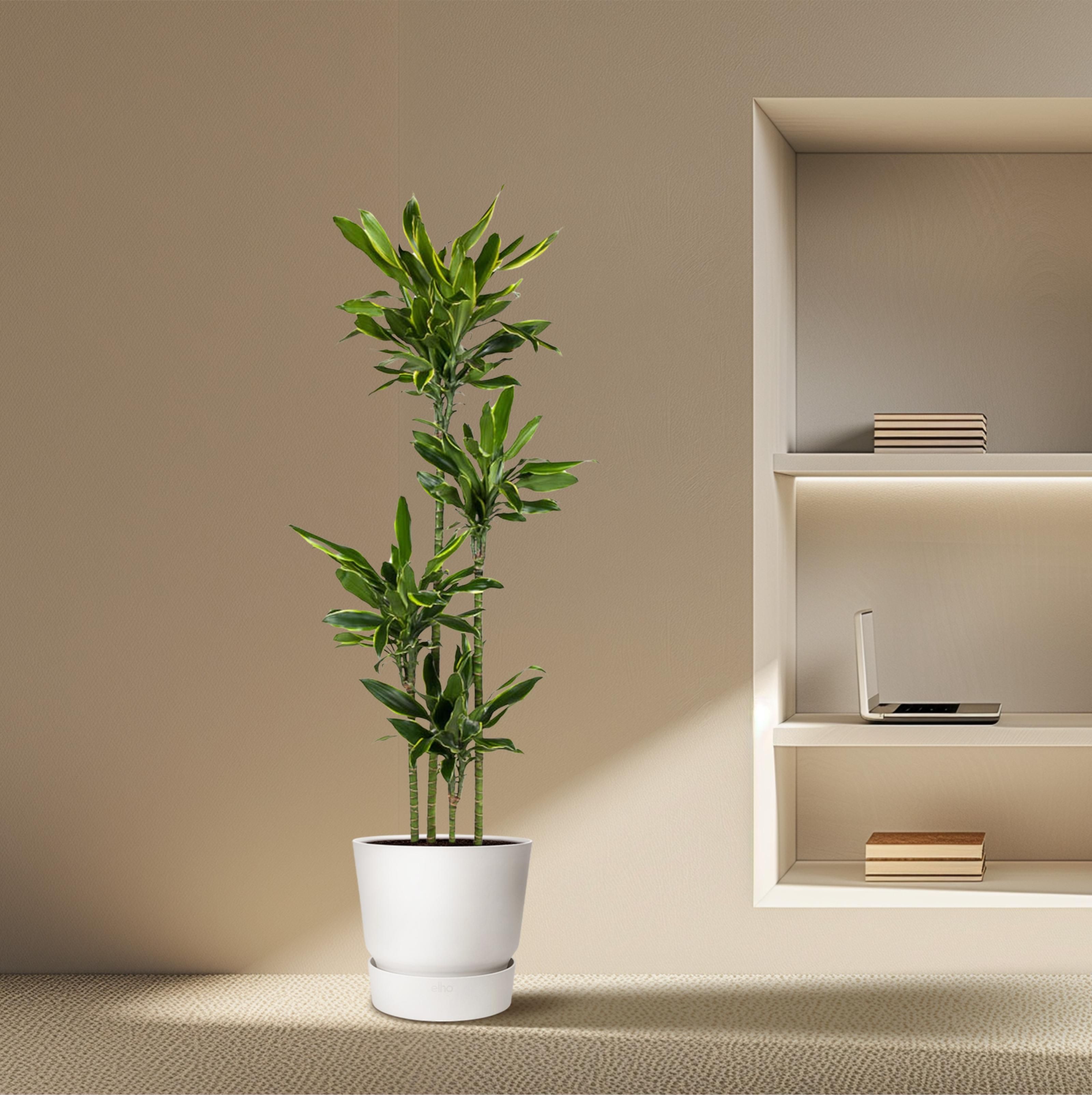 Dracaena Golden Coast - 170 cm - ø27 (8721055692379)