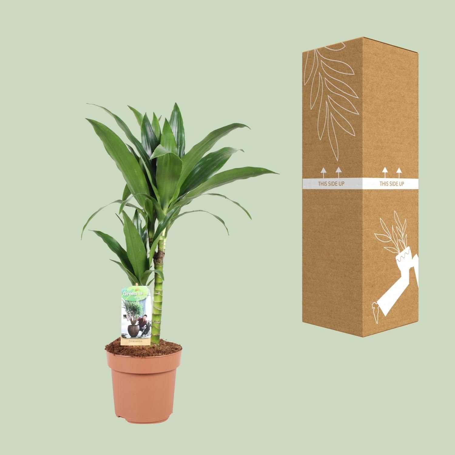 Dracaena Janet Craig 30-15 (23038)