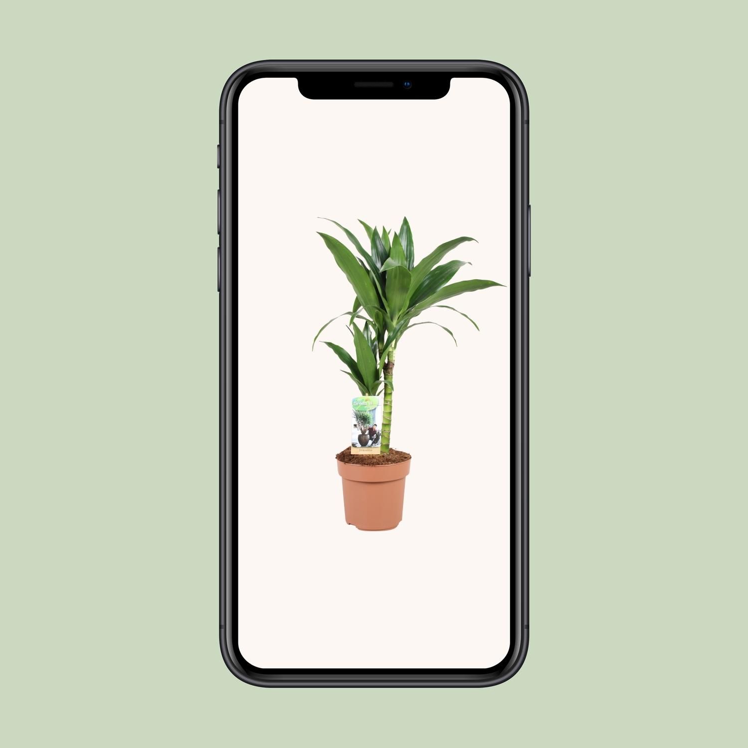 Dracaena Janet Craig 30-15 (23038)
