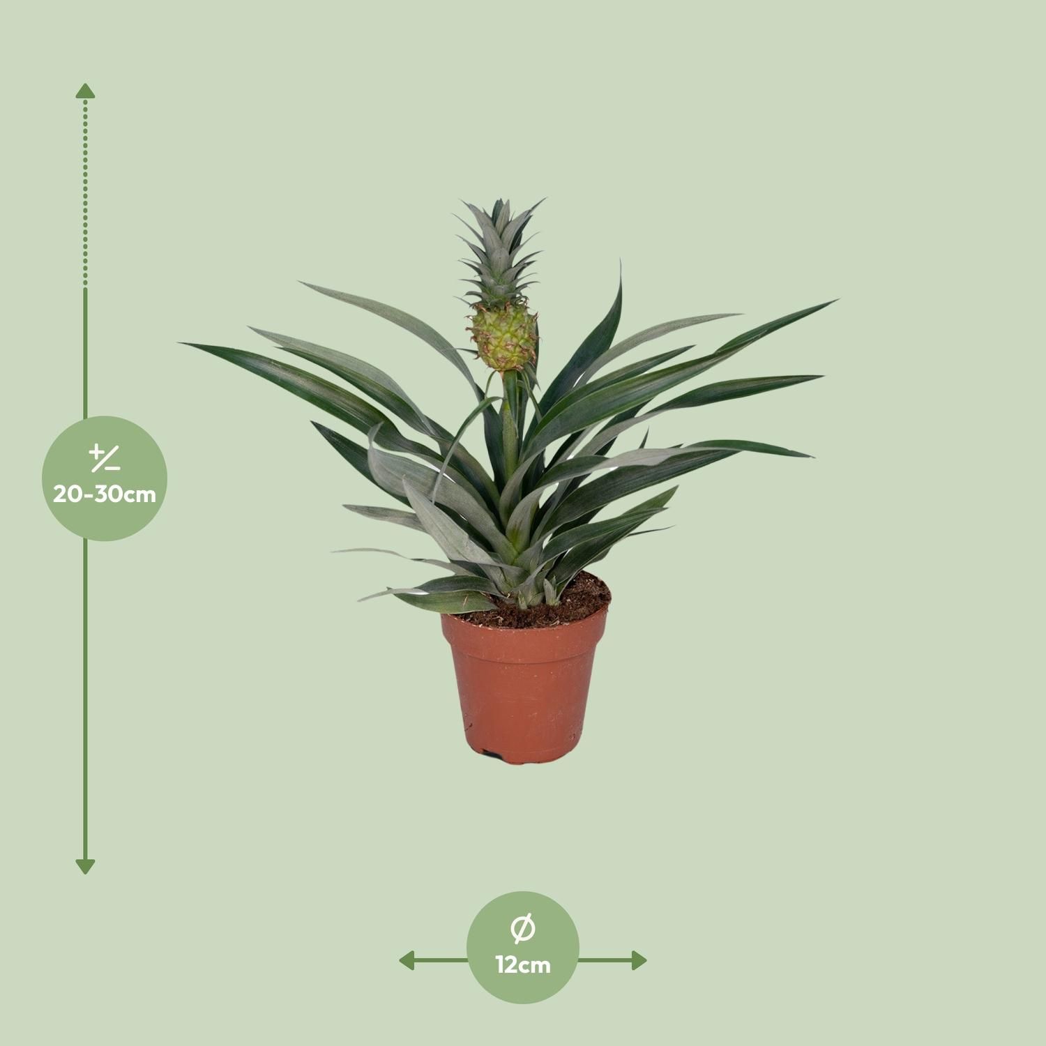 Bromelia Ananas (8720634285766)