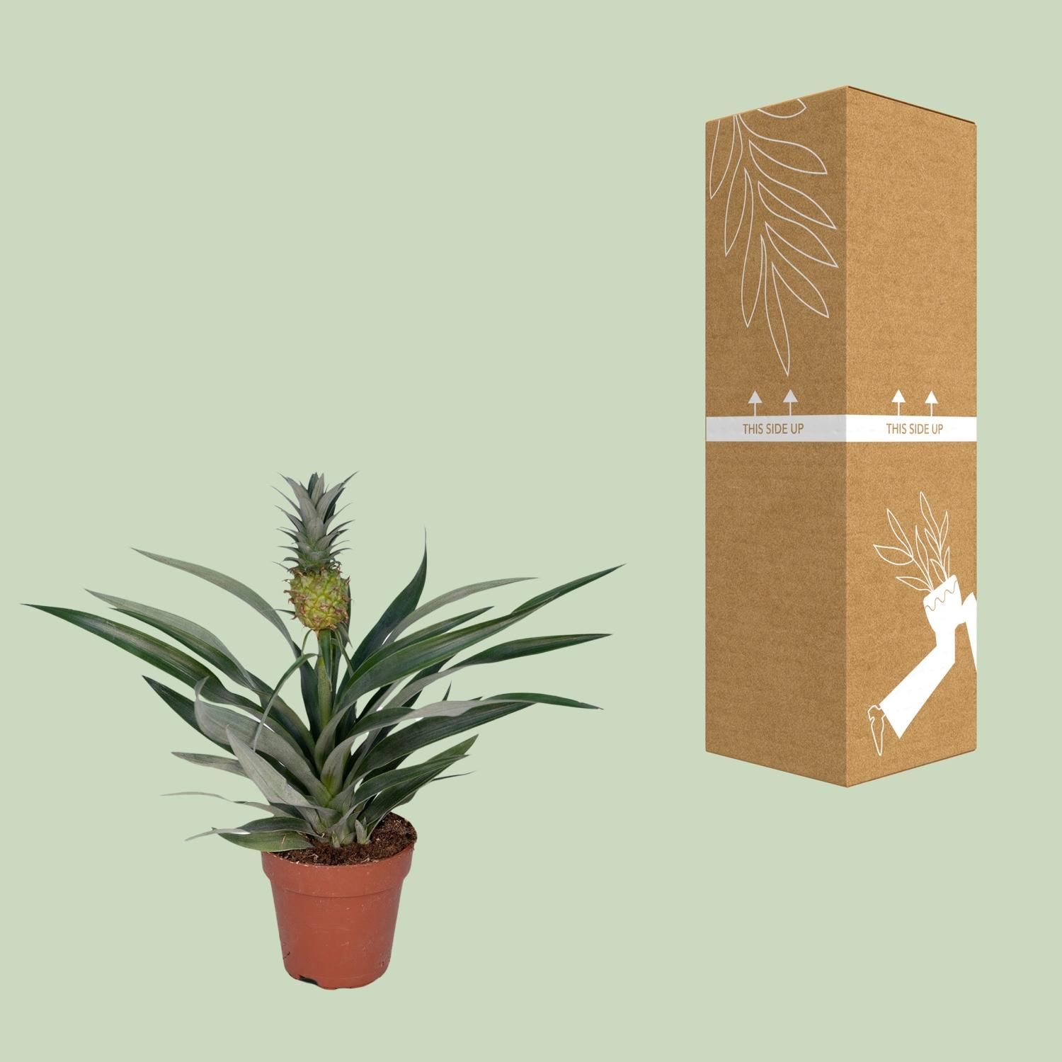 Bromelia Ananas (8720634285766)
