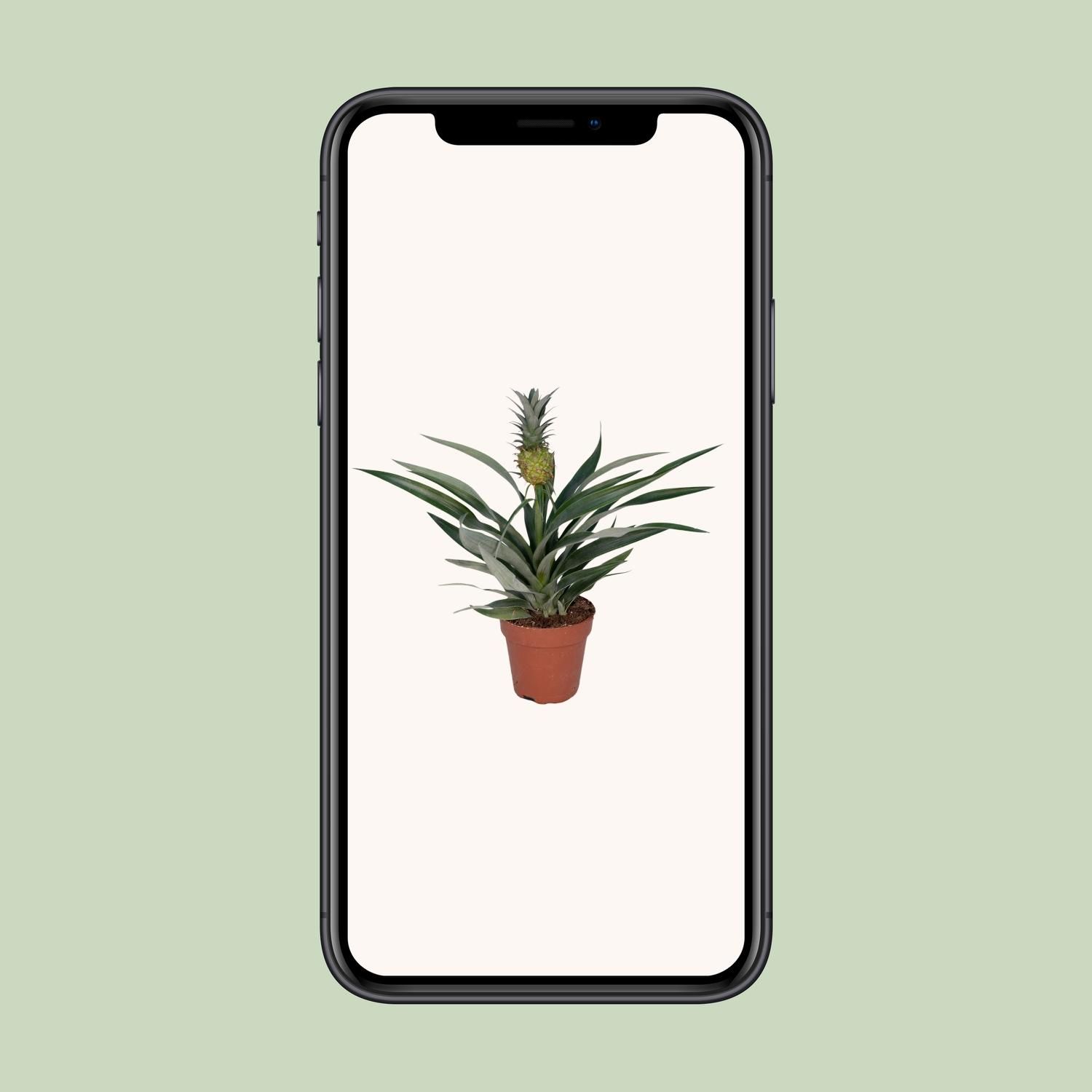 Bromelia Ananas (8720634285766)