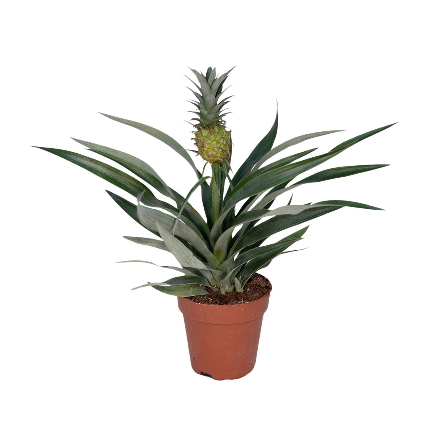 Bromelia Ananas (8720634285766)