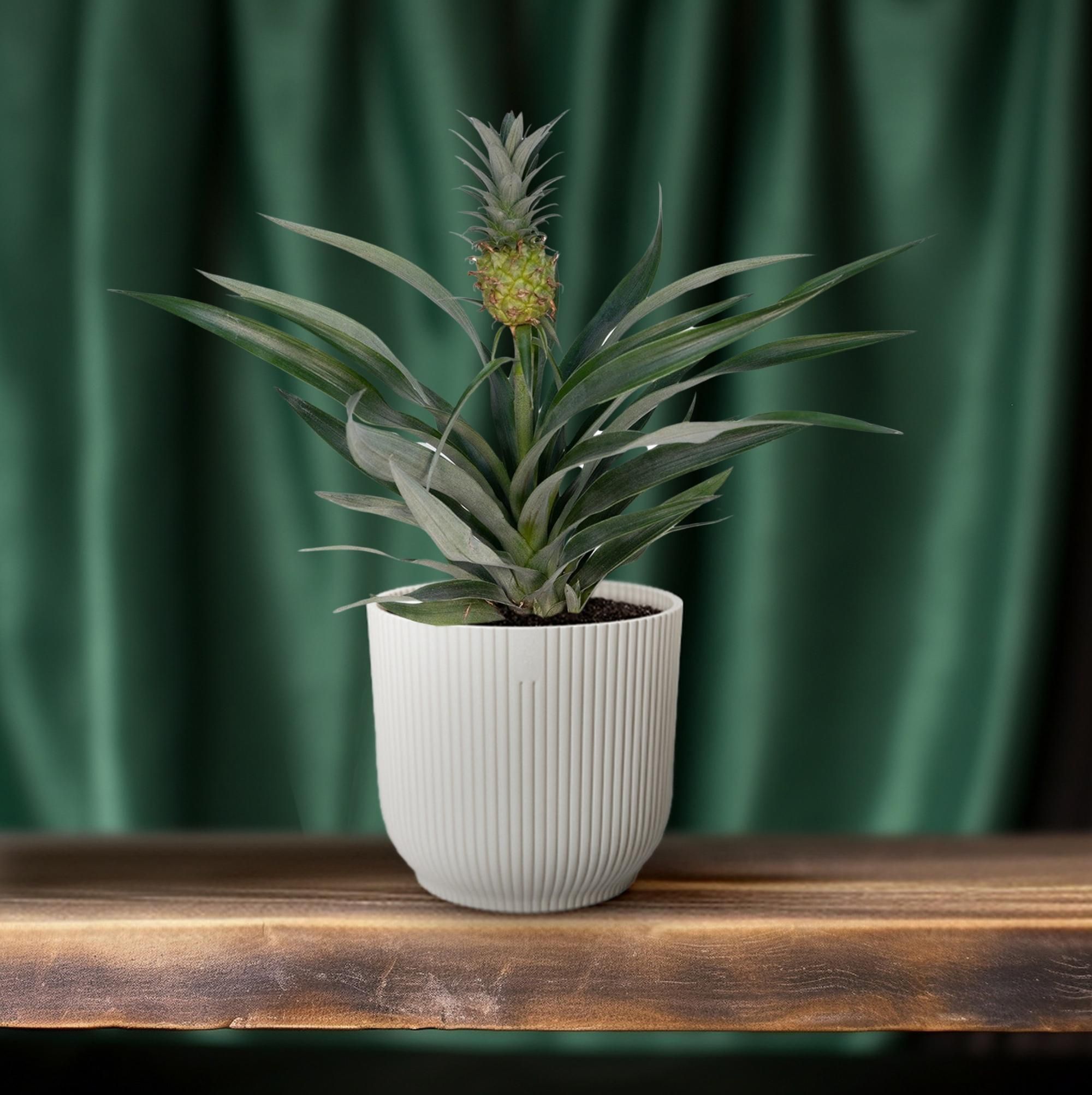 Bromelia Ananas (8720634285766)
