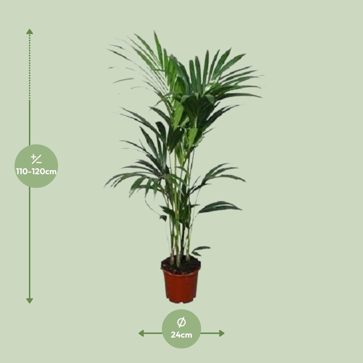 Howea forsteriana - - Ø24 - ↨120cm (8720634284653)
