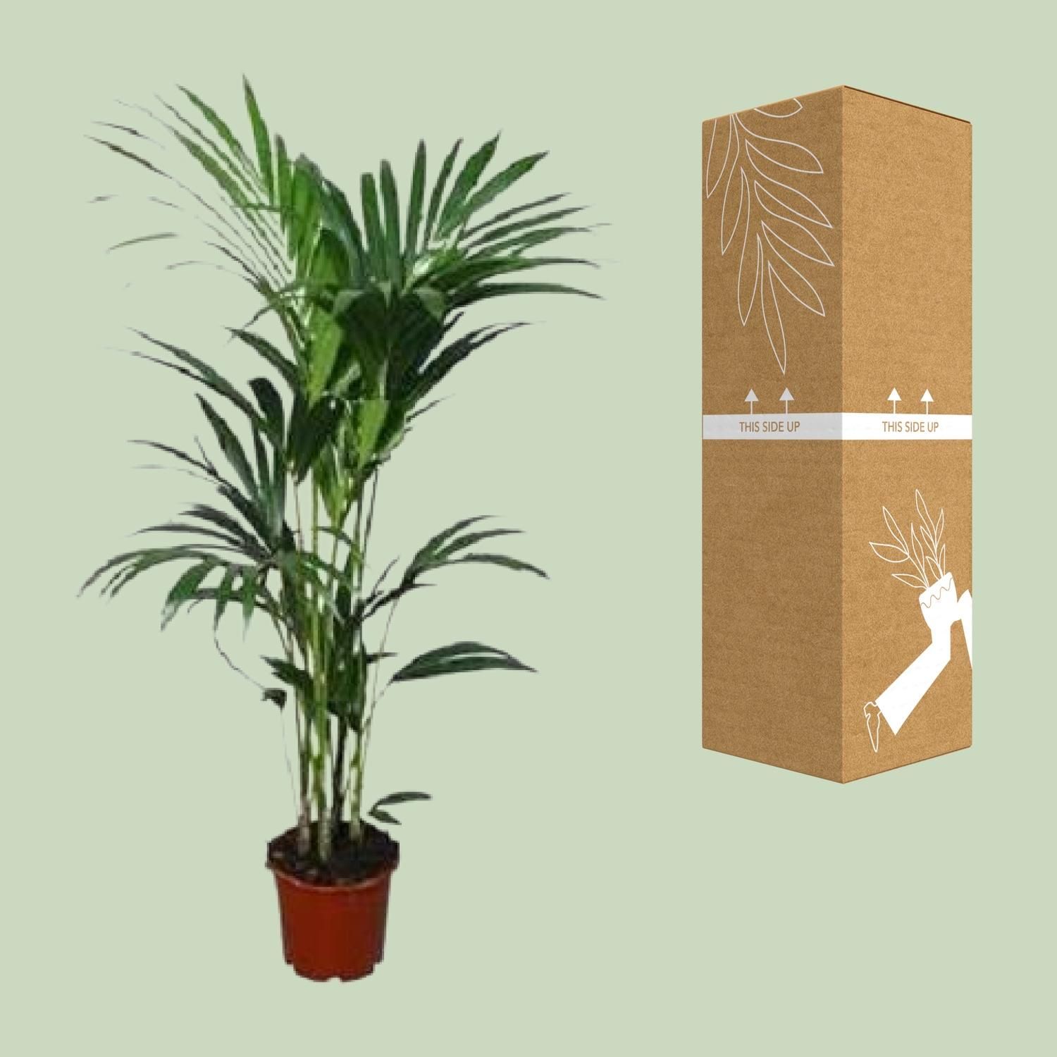 Howea forsteriana - - Ø24 - ↨120cm (8720634284653)