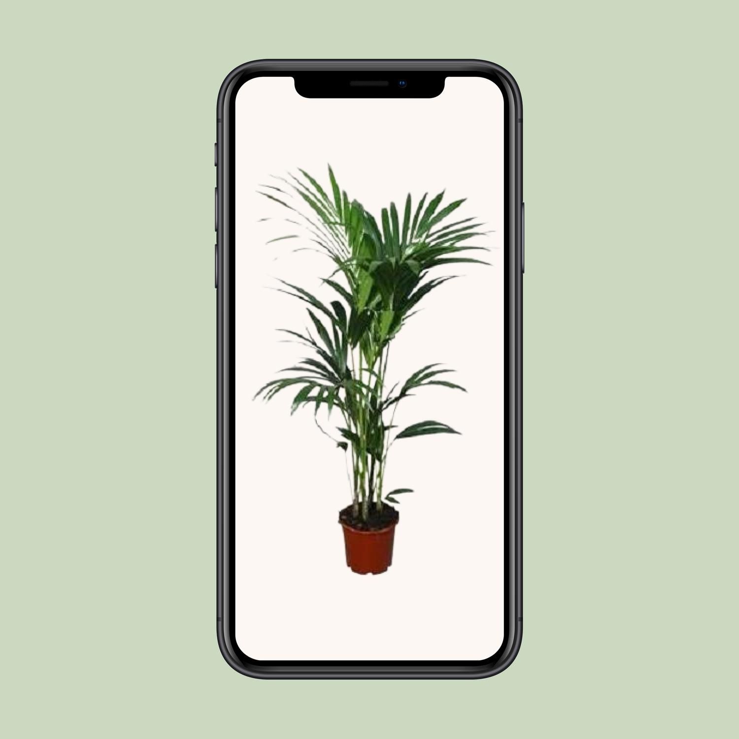 Howea forsteriana - - Ø24 - ↨120cm (8720634284653)