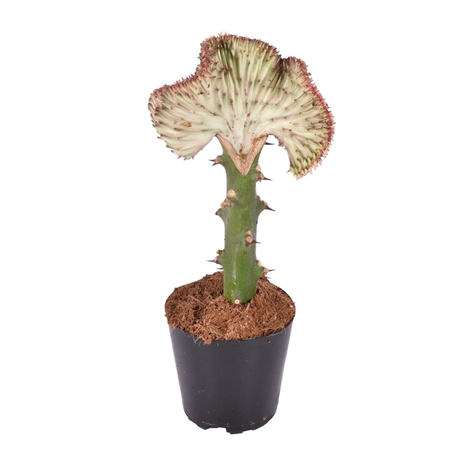 Euphorbia lactea Cristata rood - 30 cm - ø10,5 (8721081685024)