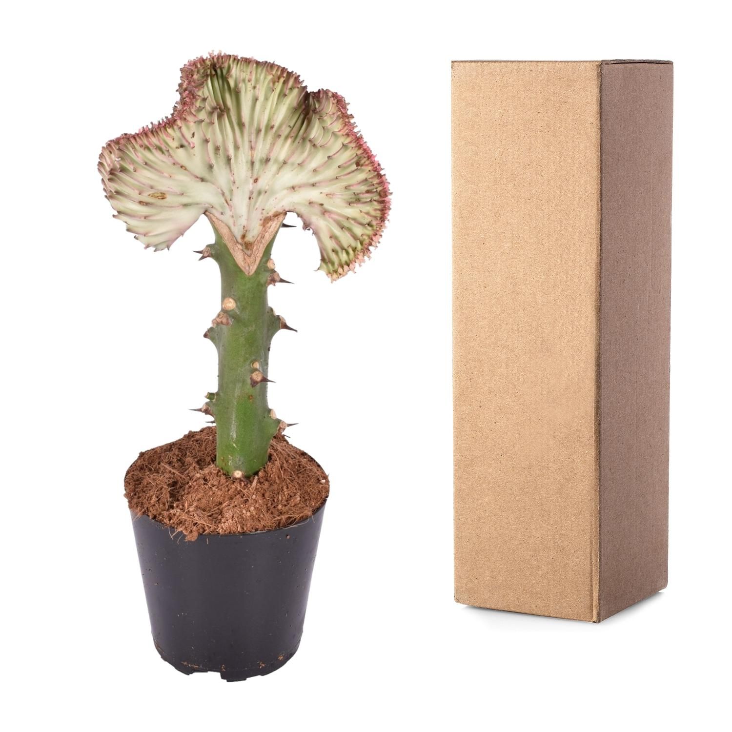 Euphorbia lactea Cristata rood - 30 cm - ø10,5 (8721081685024)