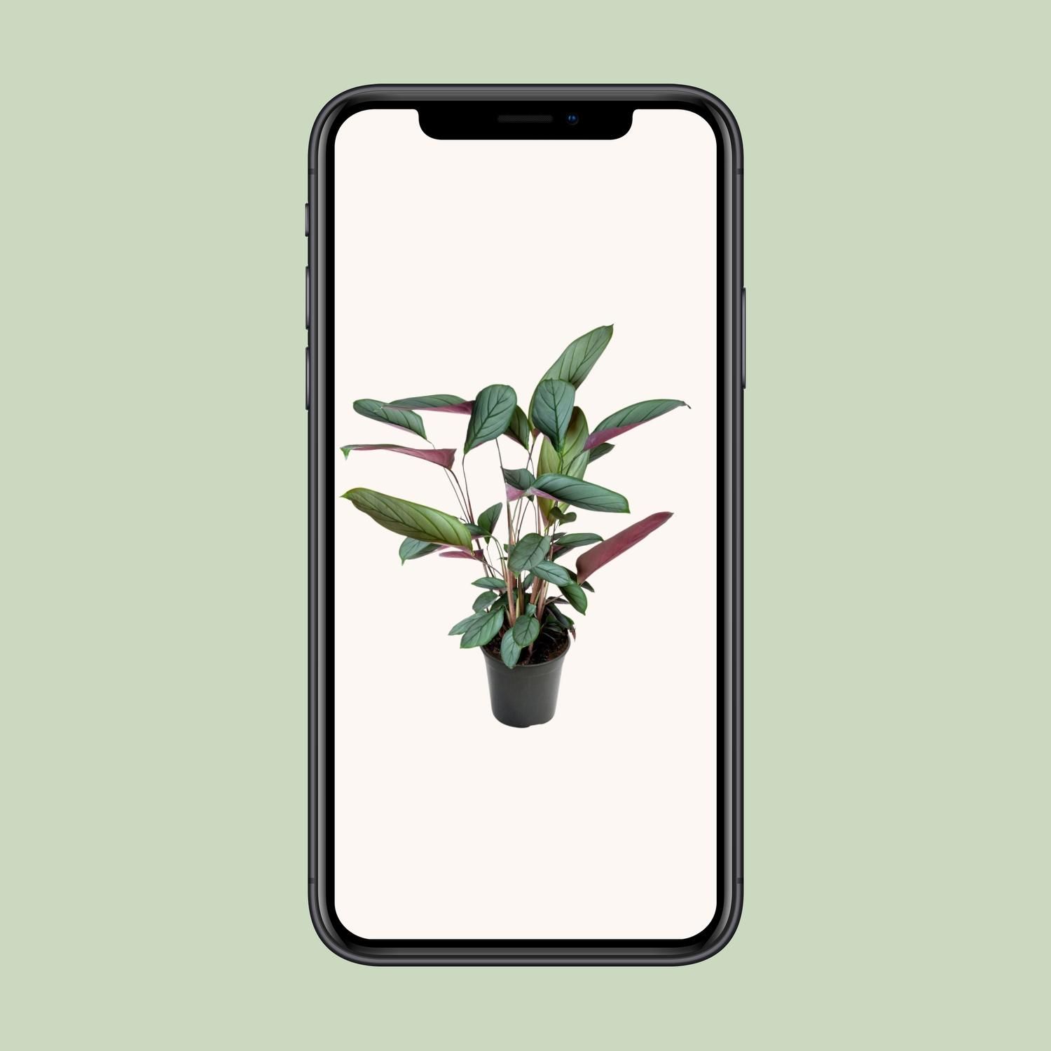 Ctenanthe Setosa (23003)