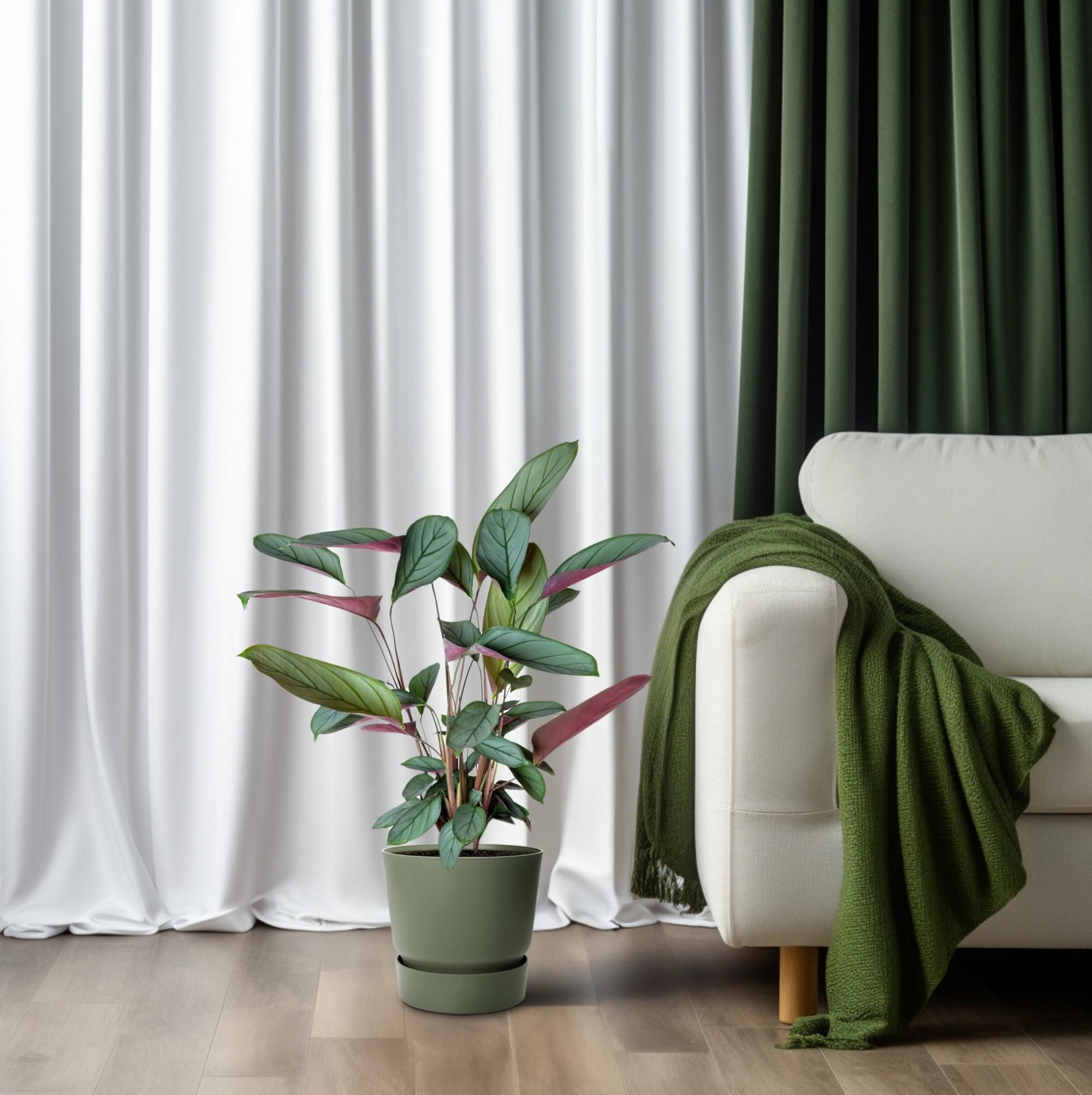 Ctenanthe Setosa (23003)