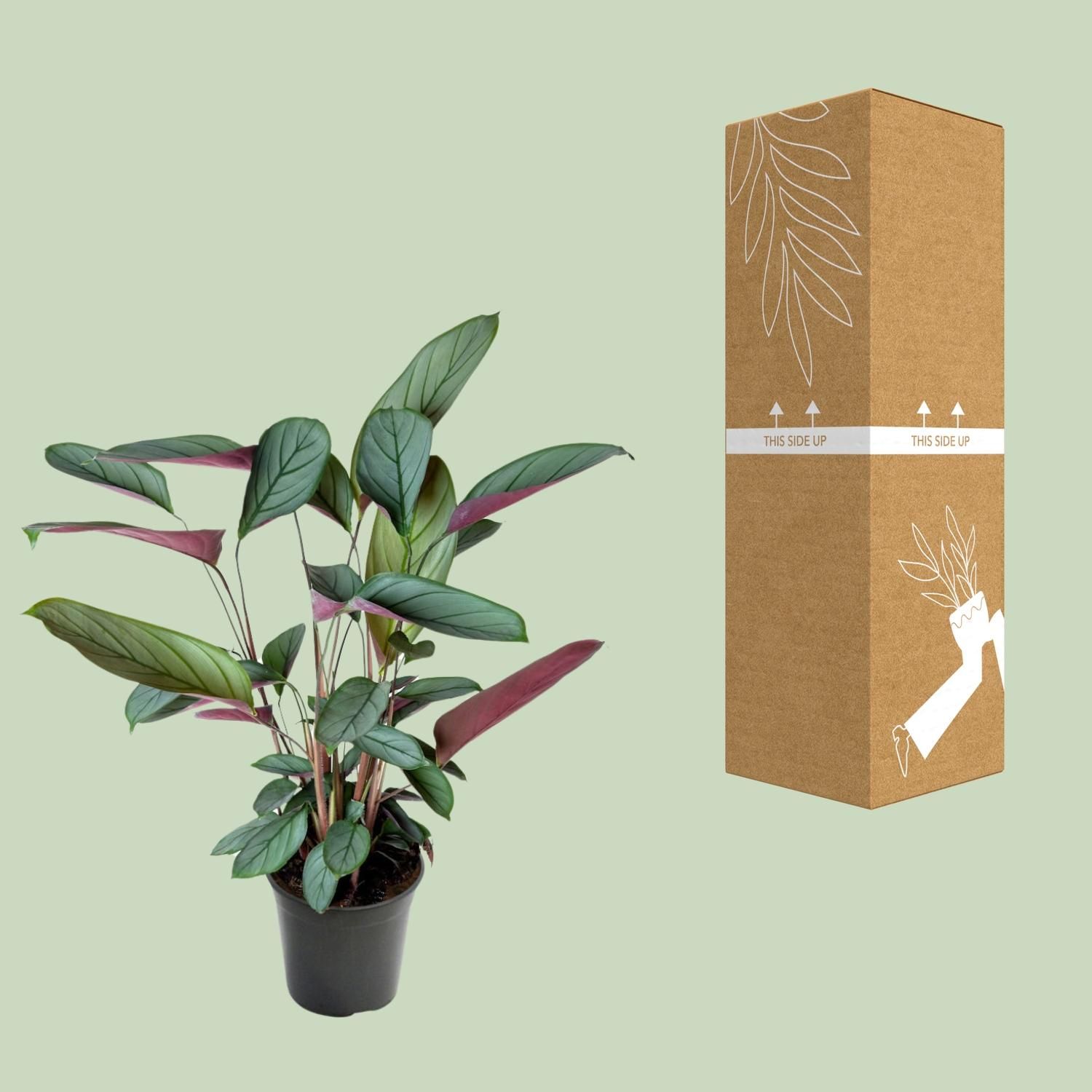 Ctenanthe Setosa (23003)