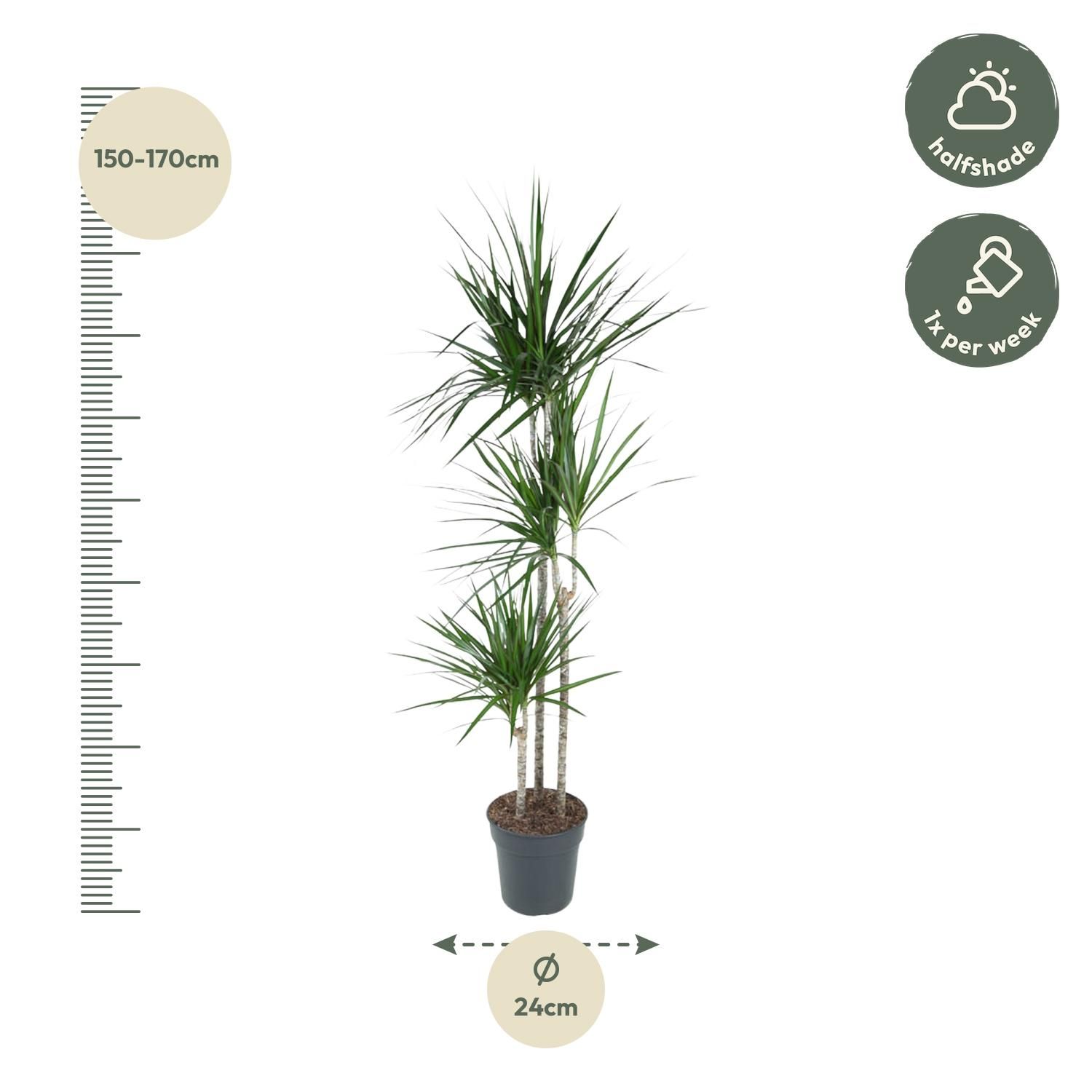 Dracaena Marginata - 160 cm - ø24 (8721055692621)