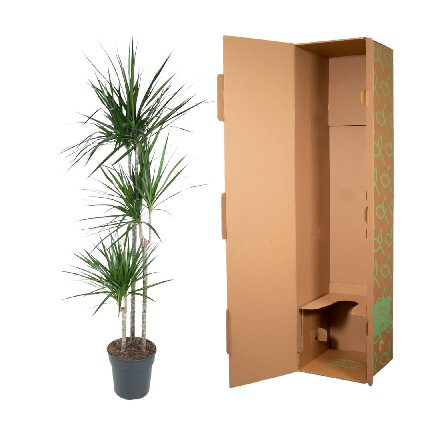 Dracaena Marginata - 160 cm - ø24 (8721055692621)