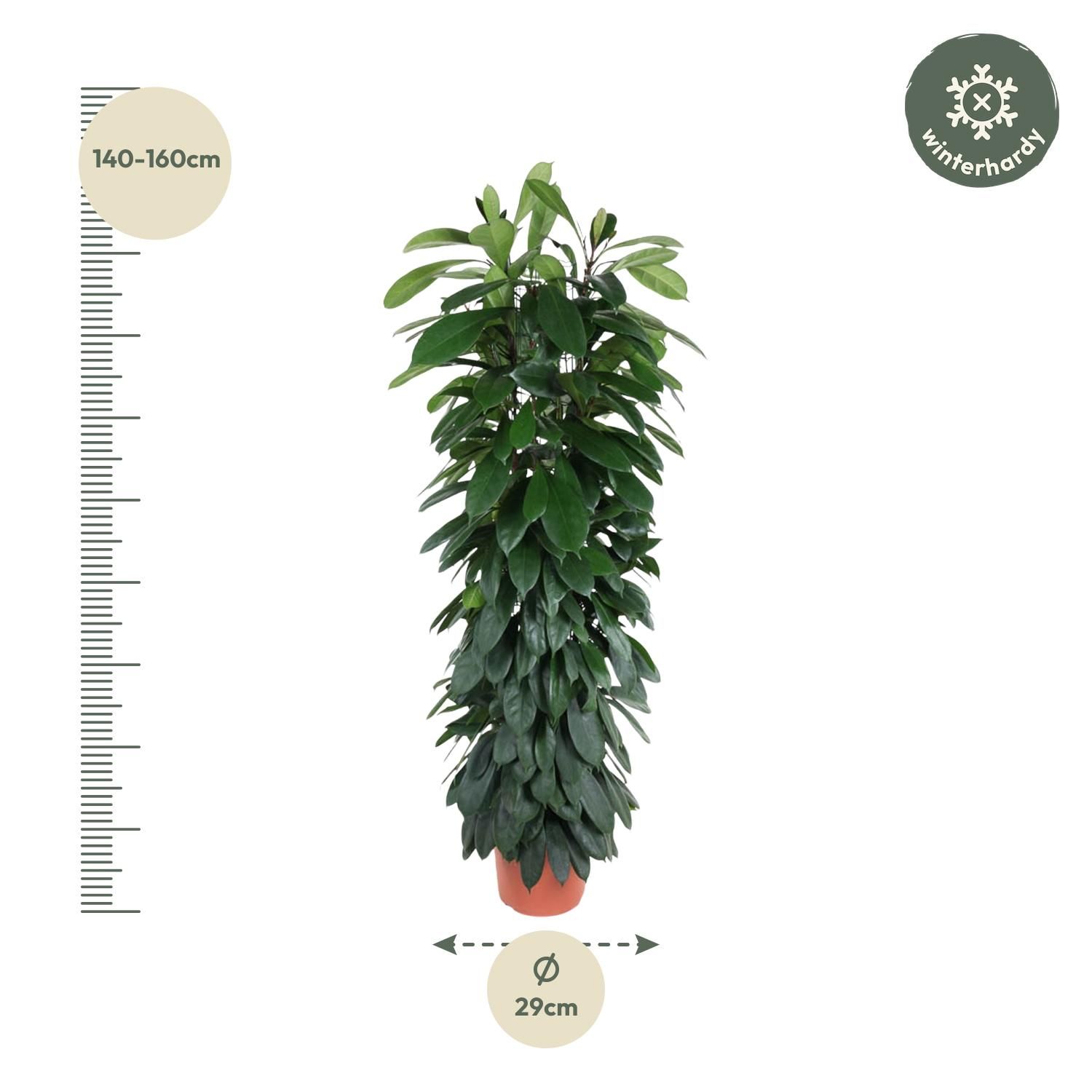 Ficus Cyatistipula zuil - 150 cm - ø29 (8721055692867)