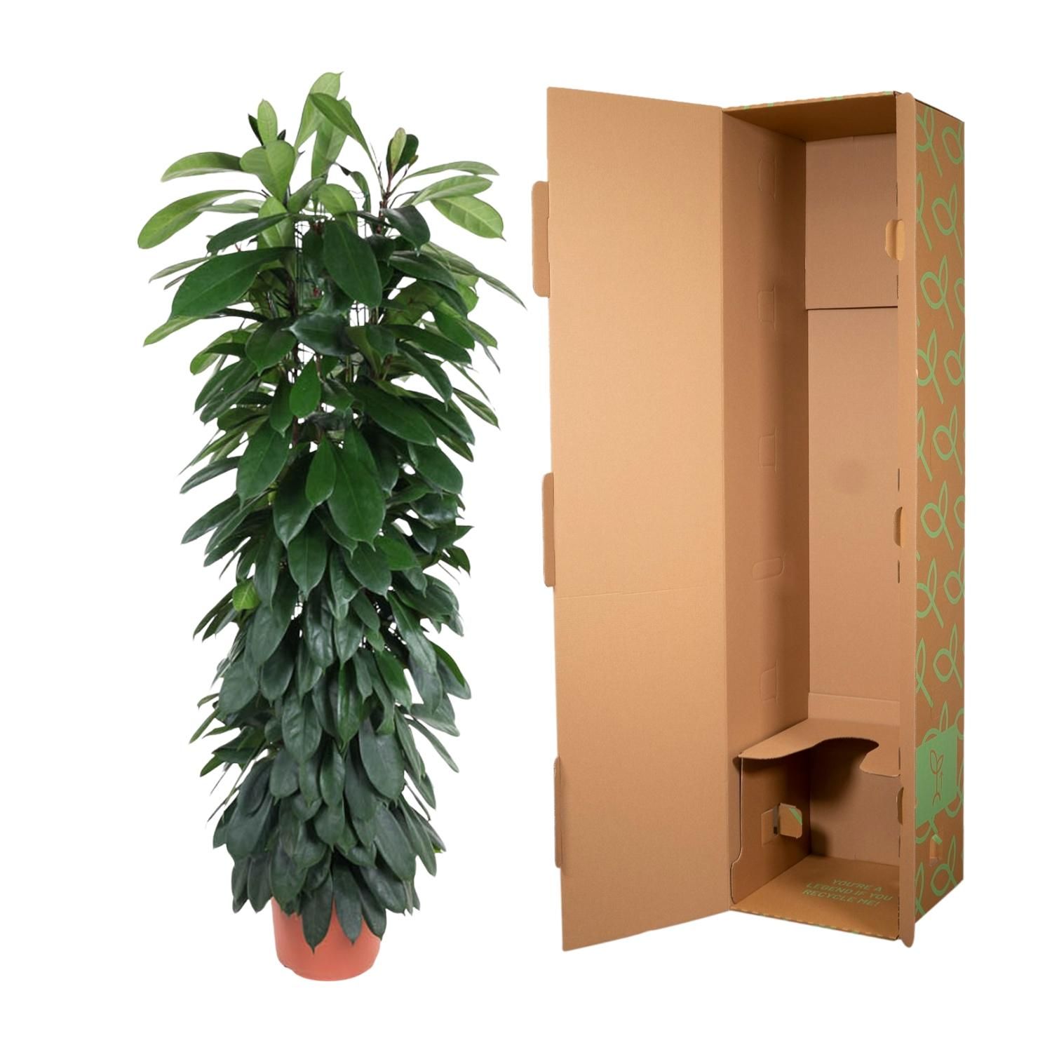 Ficus Cyatistipula zuil - 150 cm - ø29 (8721055692867)