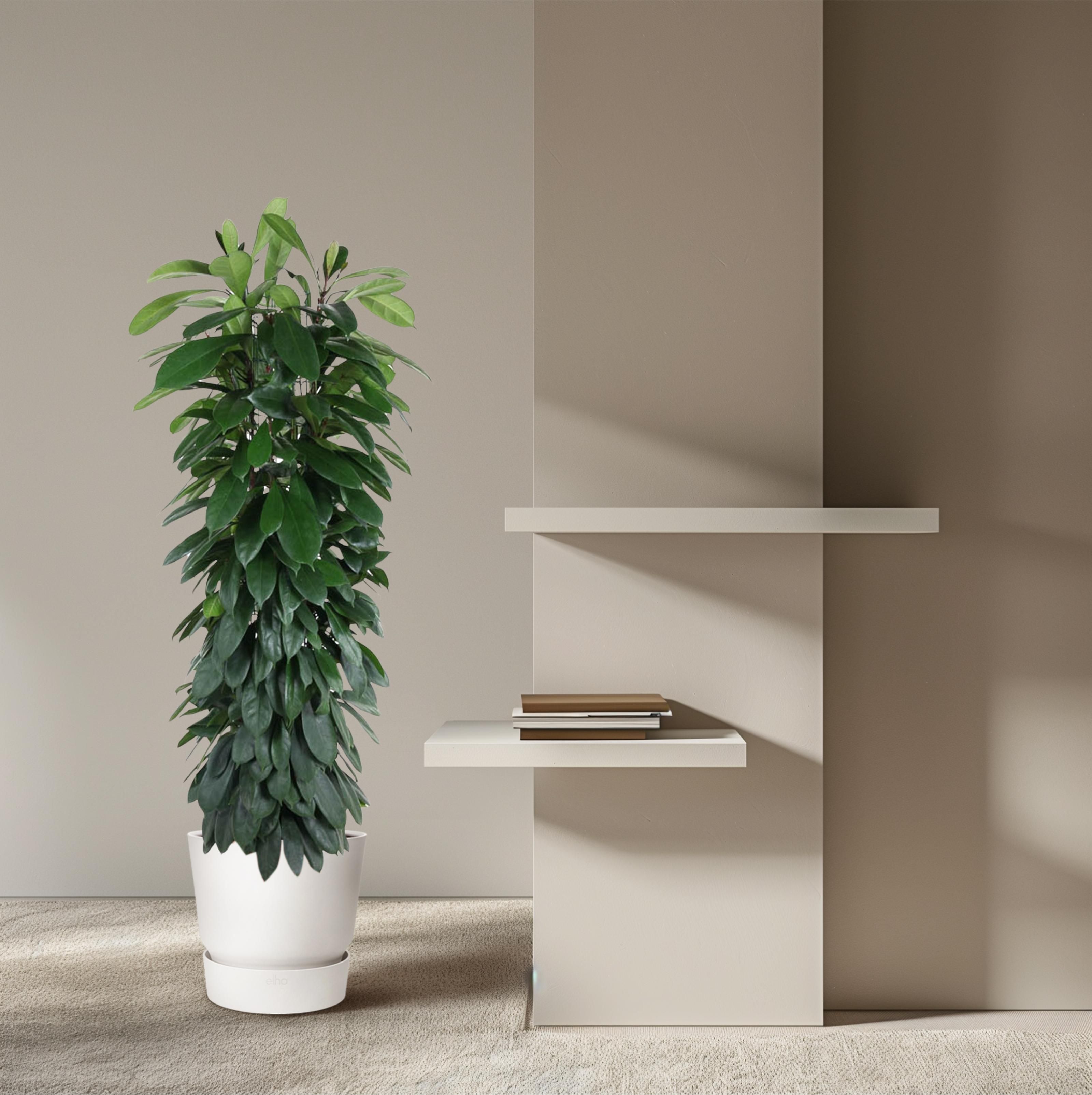 Ficus Cyatistipula zuil - 150 cm - ø29 (8721055692867)