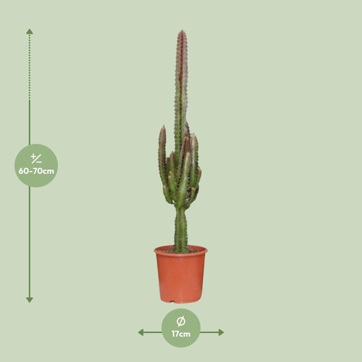 Euphorbia Trigona Rubra (21220)