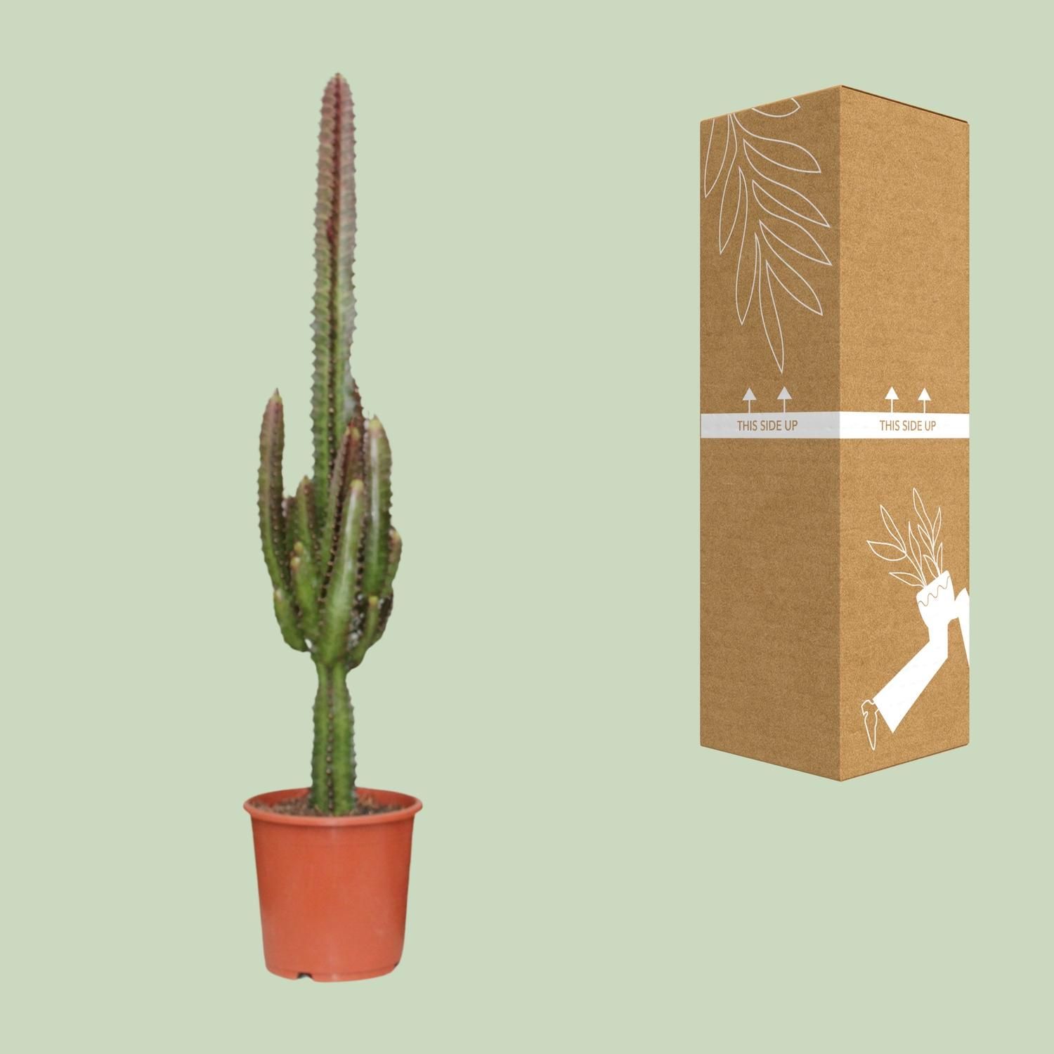 Euphorbia Trigona Rubra (21220)
