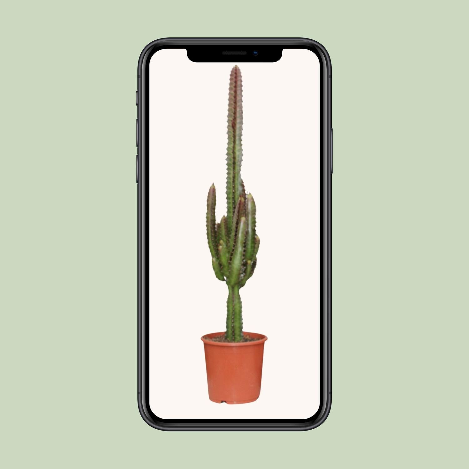 Euphorbia Trigona Rubra (21220)