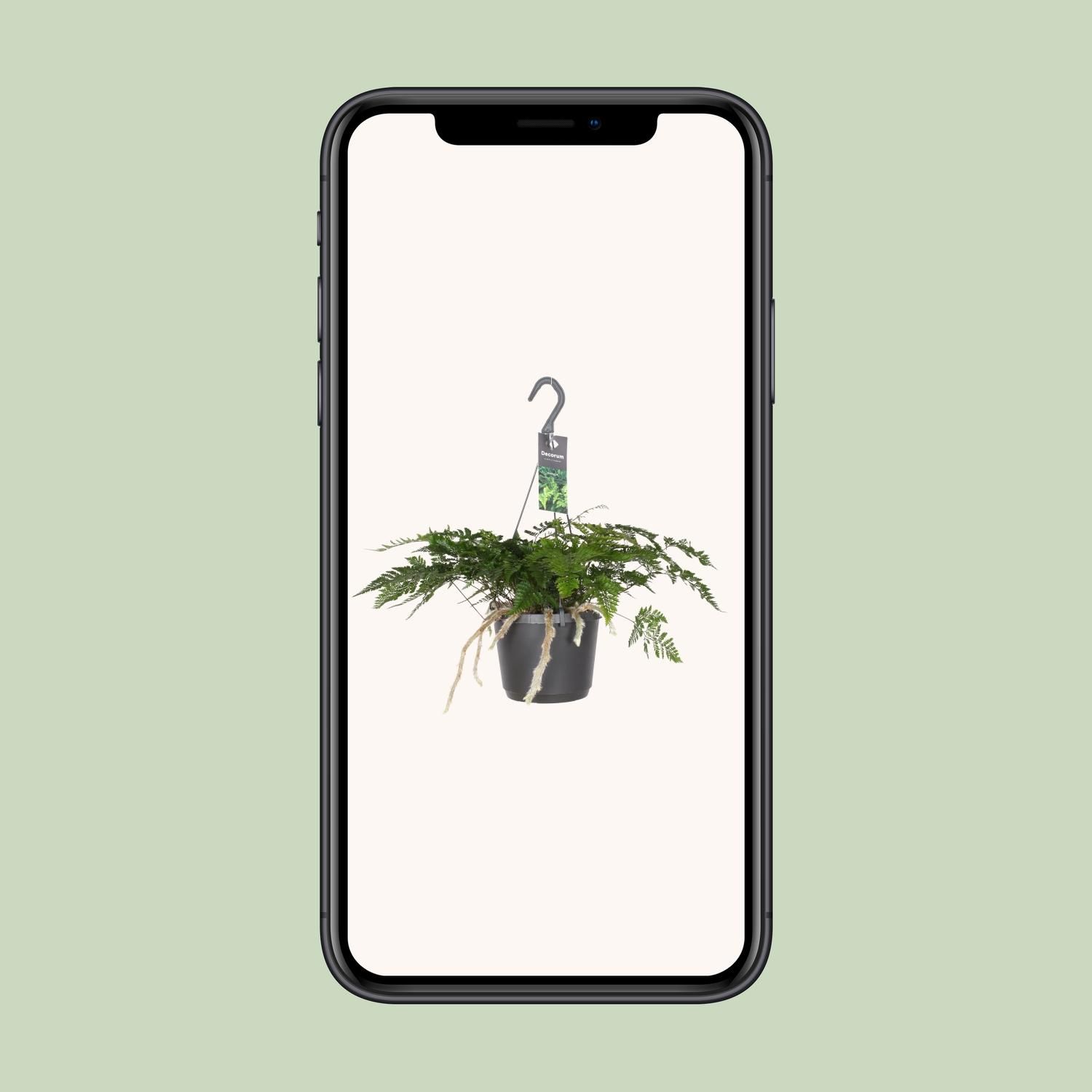 Humata Tyermannii (8720634284837)