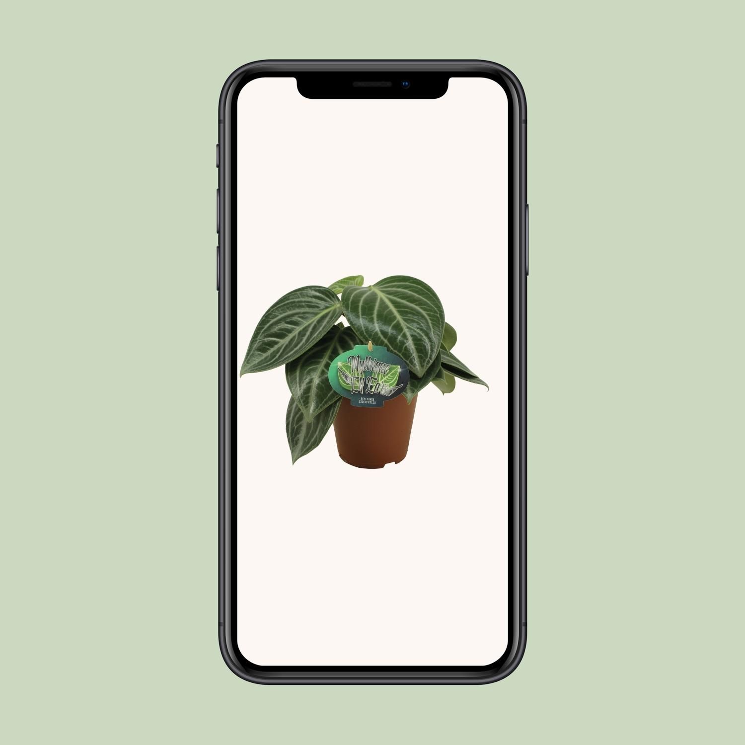 Peperomia Sarcophylla (13008)