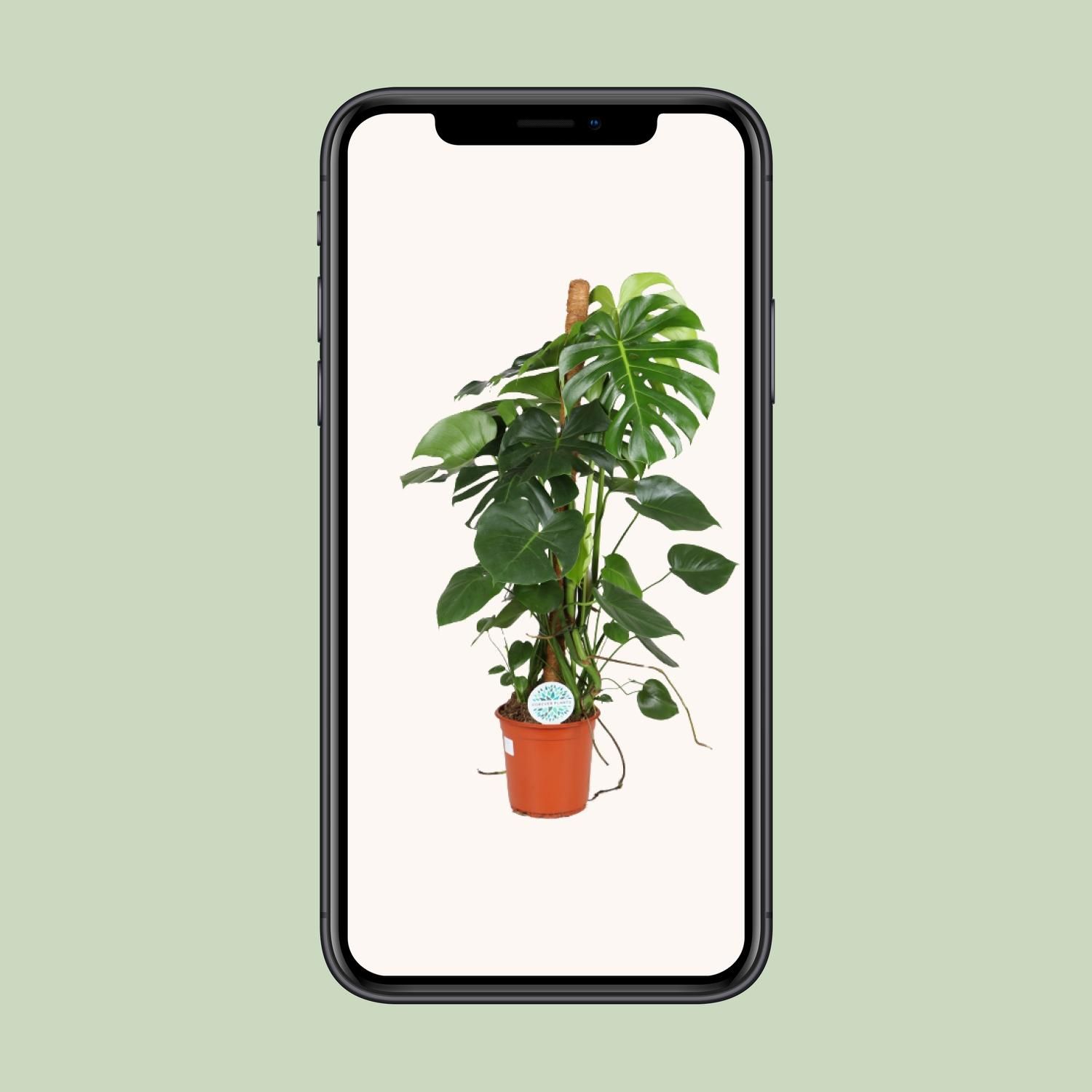 Monstera Deliciosa (15811)