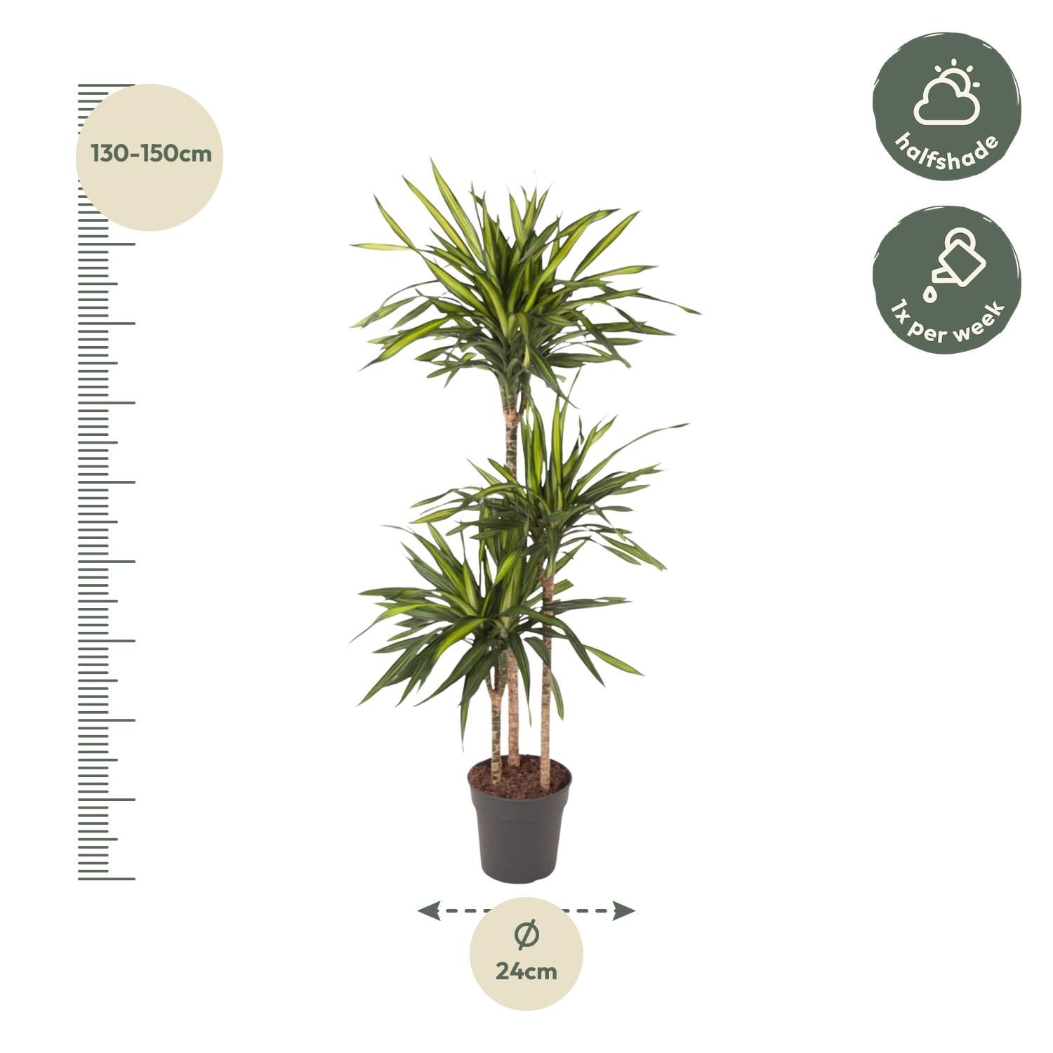 Dracaena Riki - 140 cm - ø24 (8721055692683)