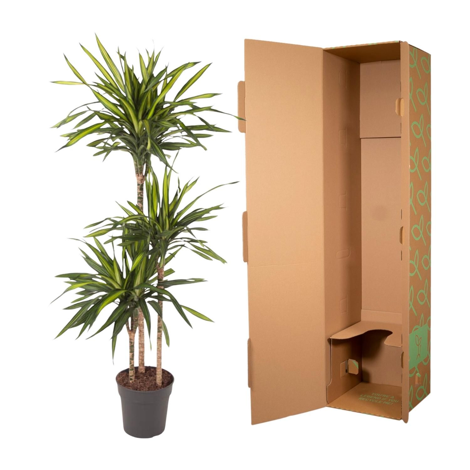 Dracaena Riki - 140 cm - ø24 (8721055692683)