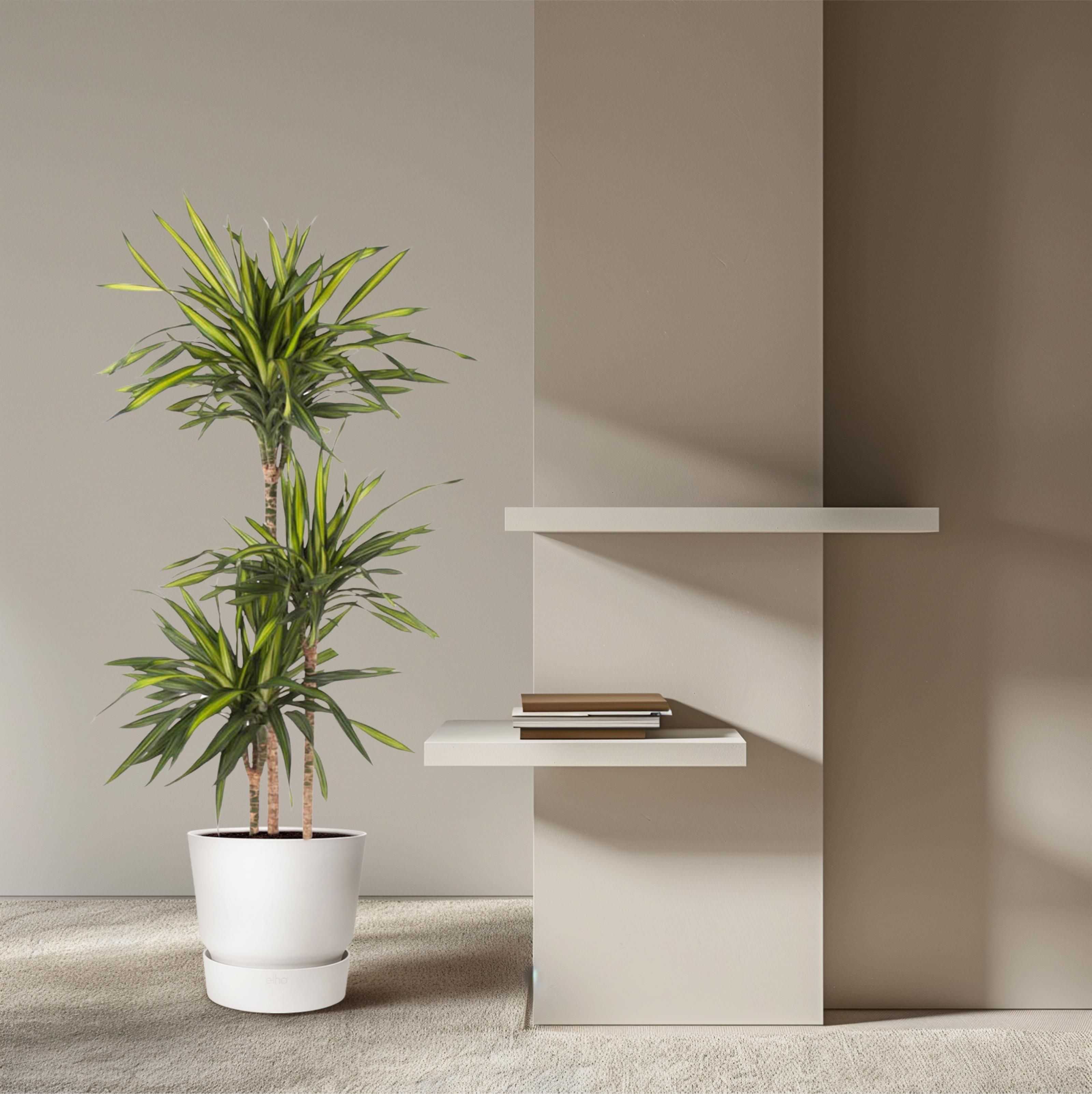 Dracaena Riki - 140 cm - ø24 (8721055692683)