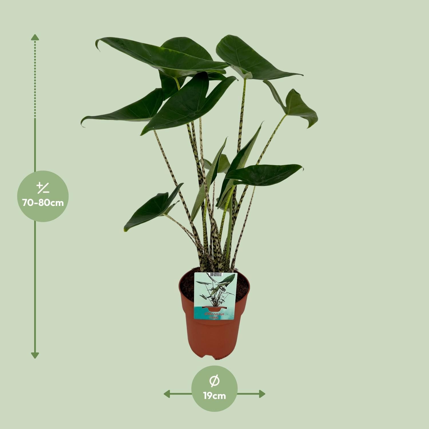 Alocasia Zebrina - Olifantsoor (8720634284059)